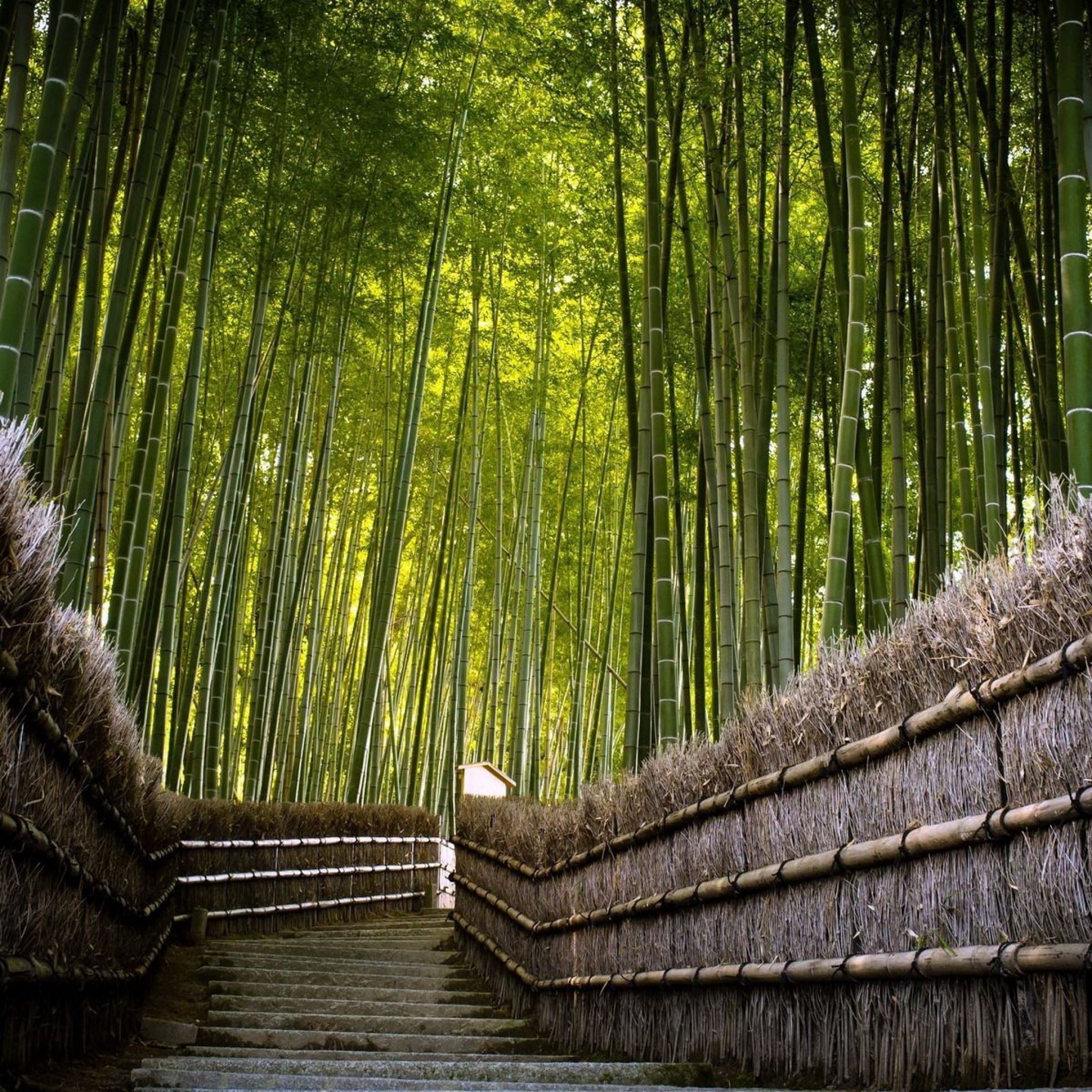 Bamboo Forest iPad Air wallpaper 