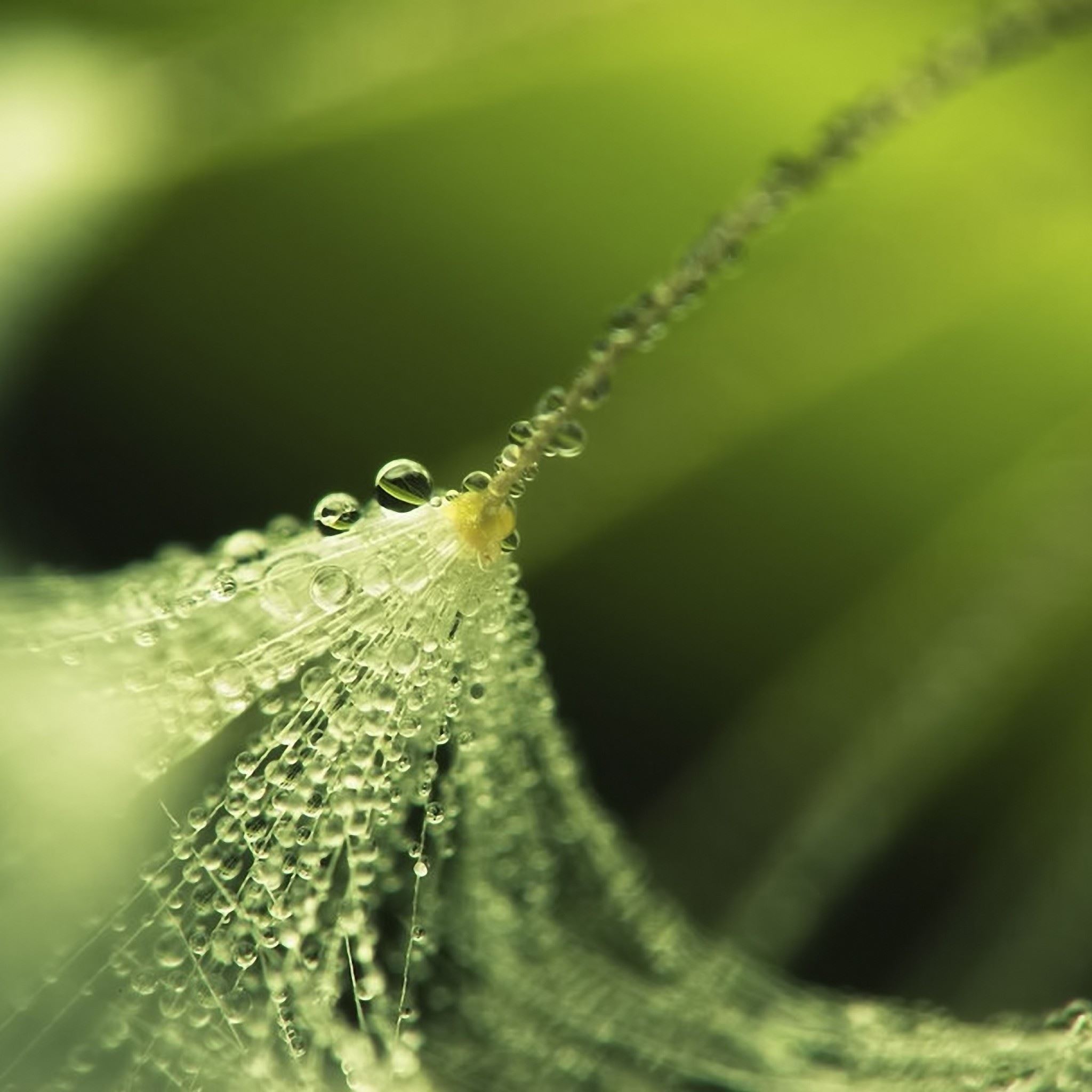 Plant Drops Dew iPad Air wallpaper 