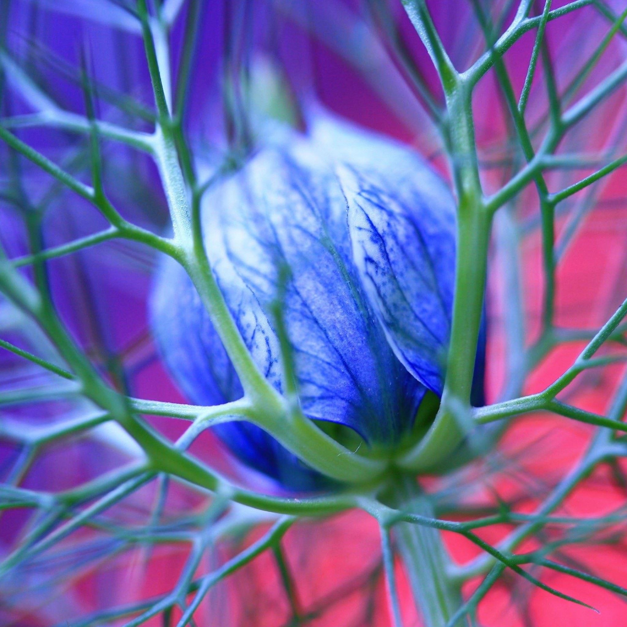Blue Flowers Thorns iPad Air wallpaper 