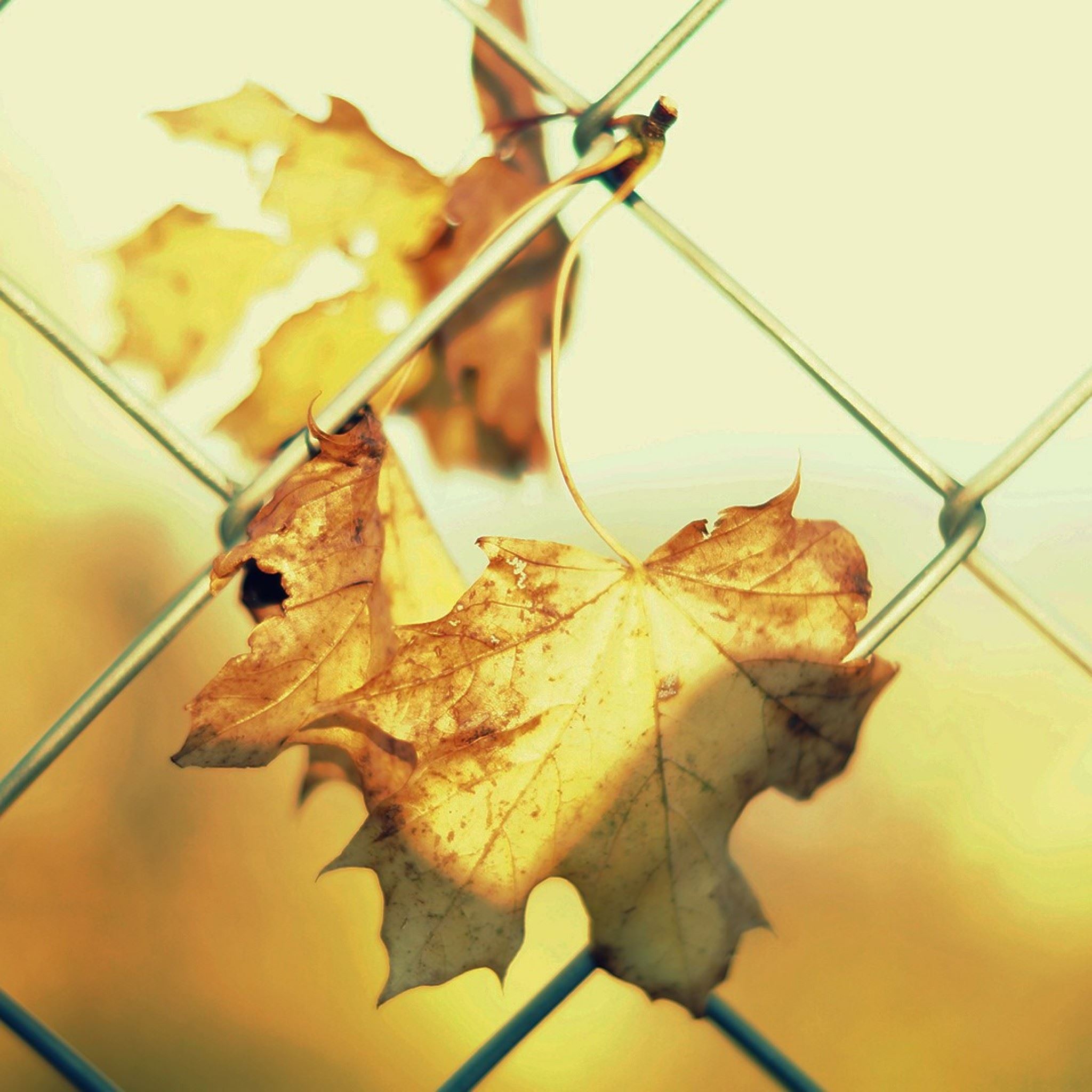 Fence Leaves Autumn Close Up iPad Air wallpaper 