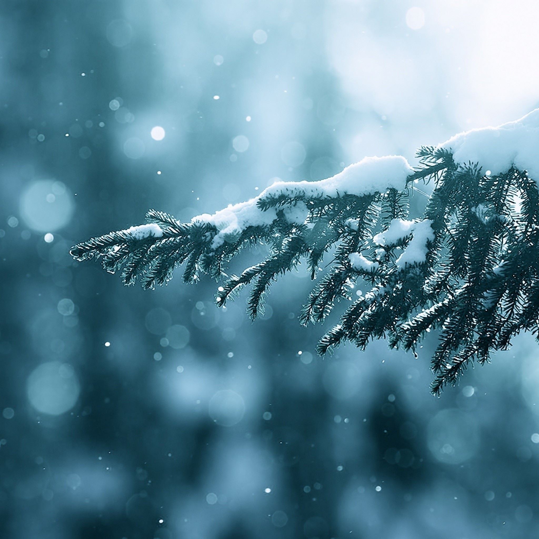 Winter Season Snow Trees Lens Flare iPad Air wallpaper 