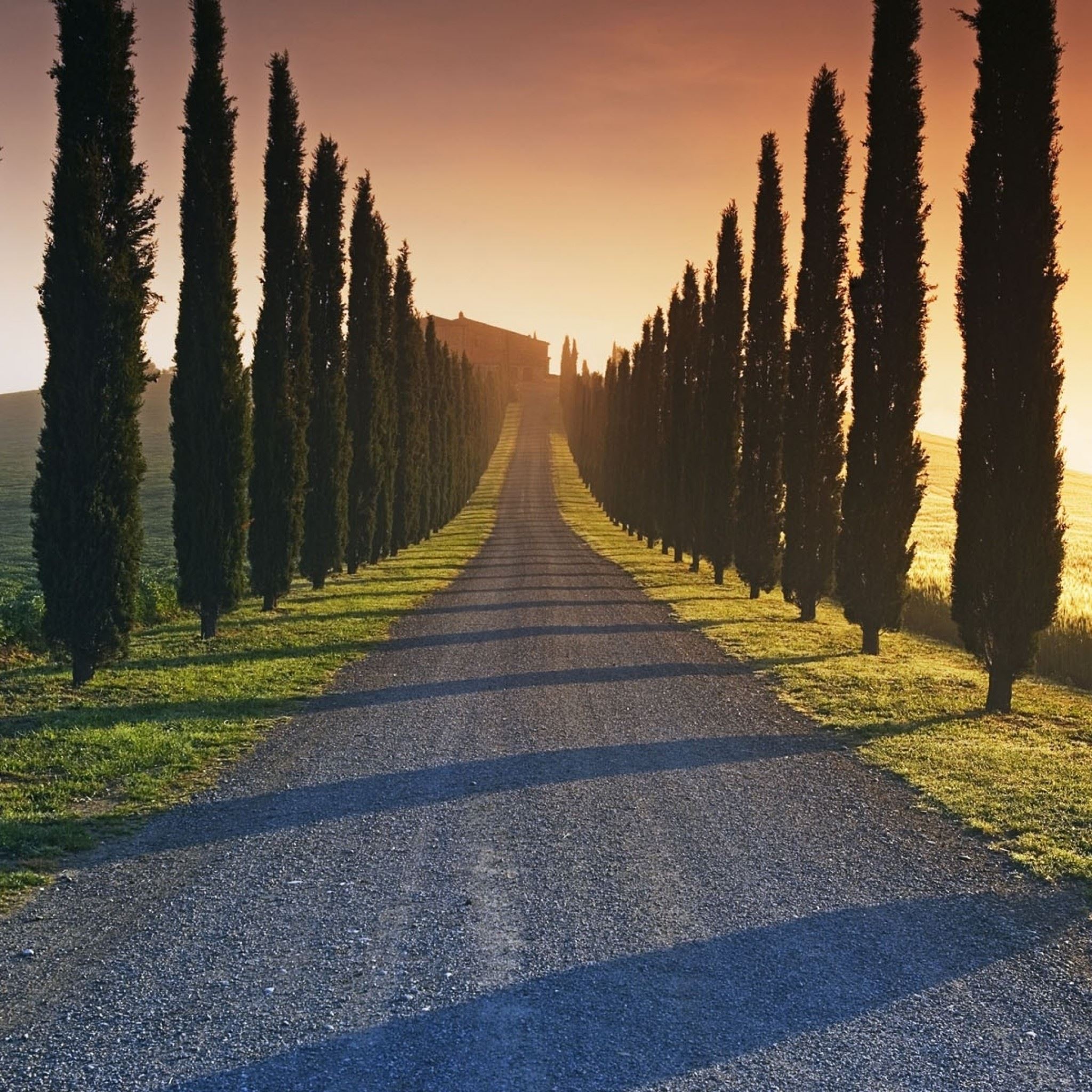 Trees Italy Roads iPad Air wallpaper 