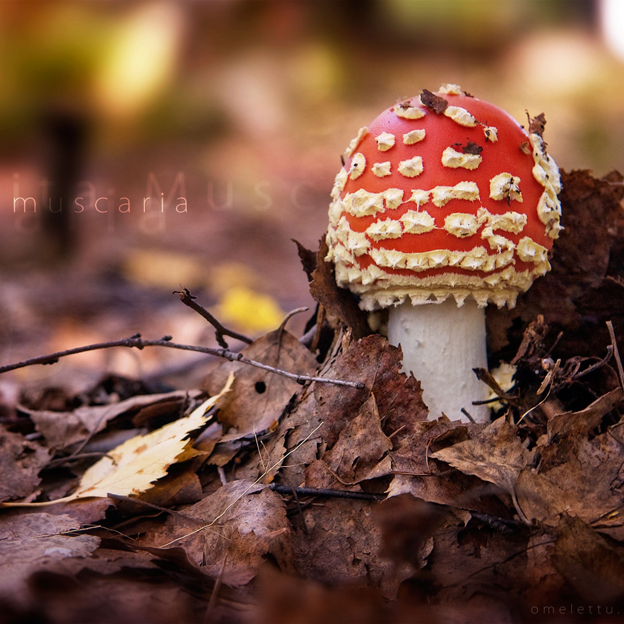Forest Wither Mushroom iPad Air wallpaper 