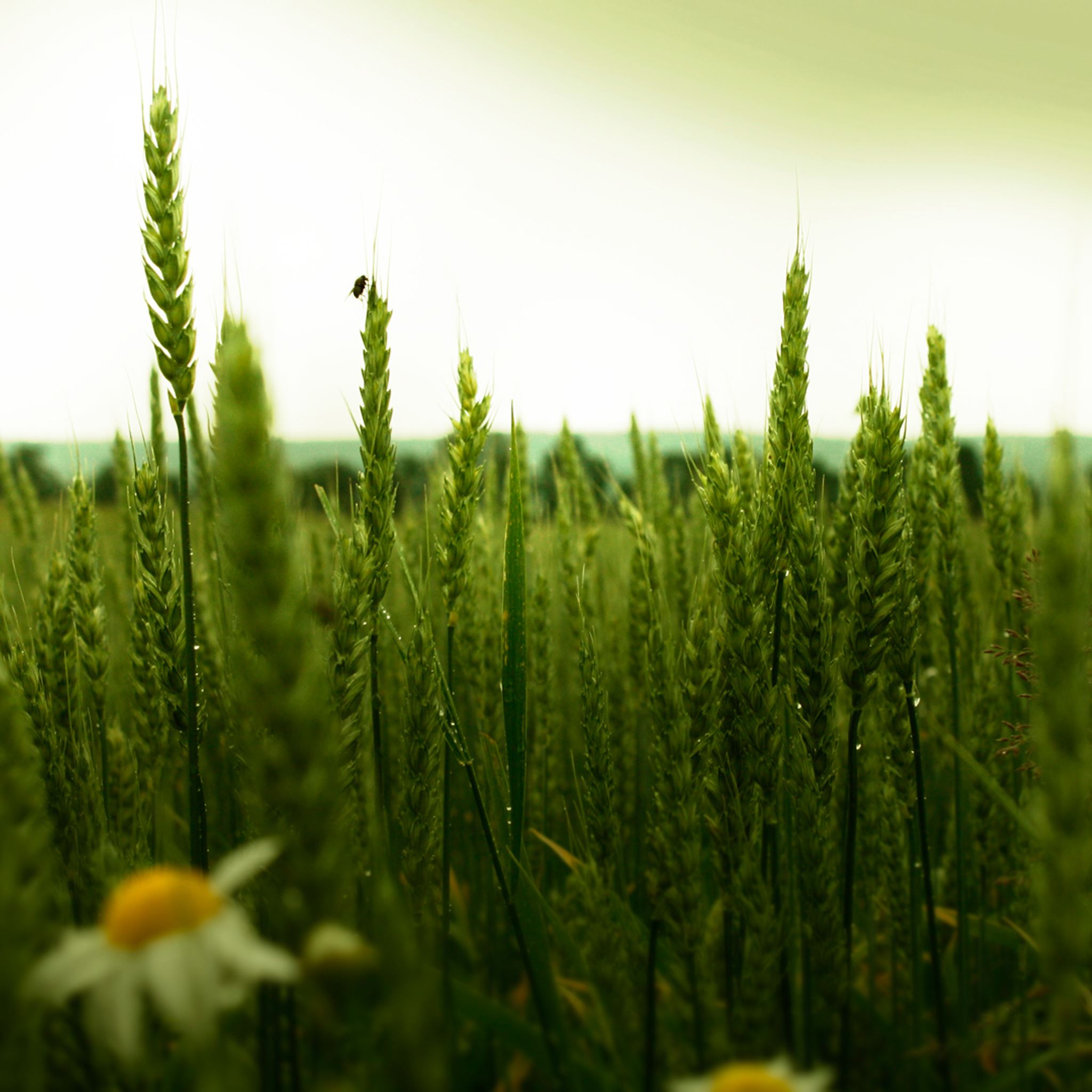 Green Wheat Field iPad Air wallpaper 