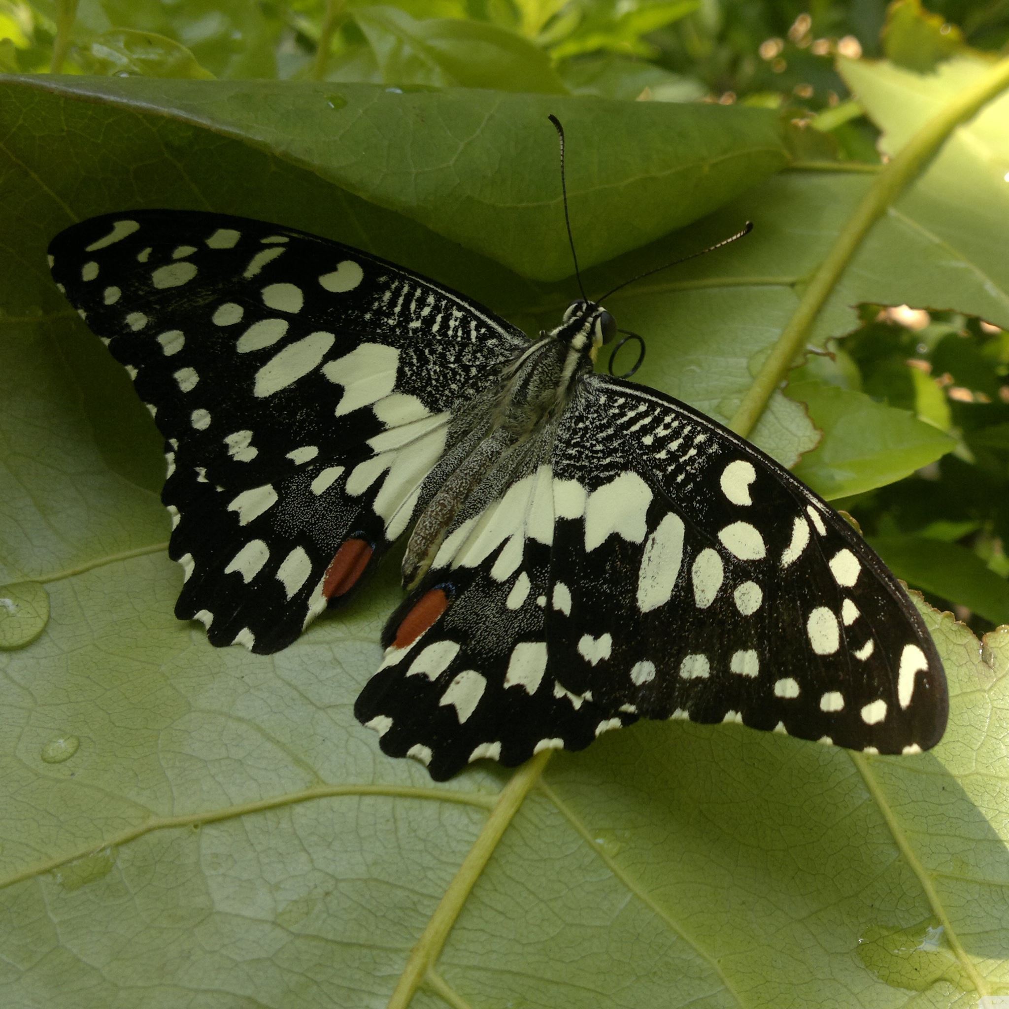 Butterfly On Leaf iPad Air wallpaper 