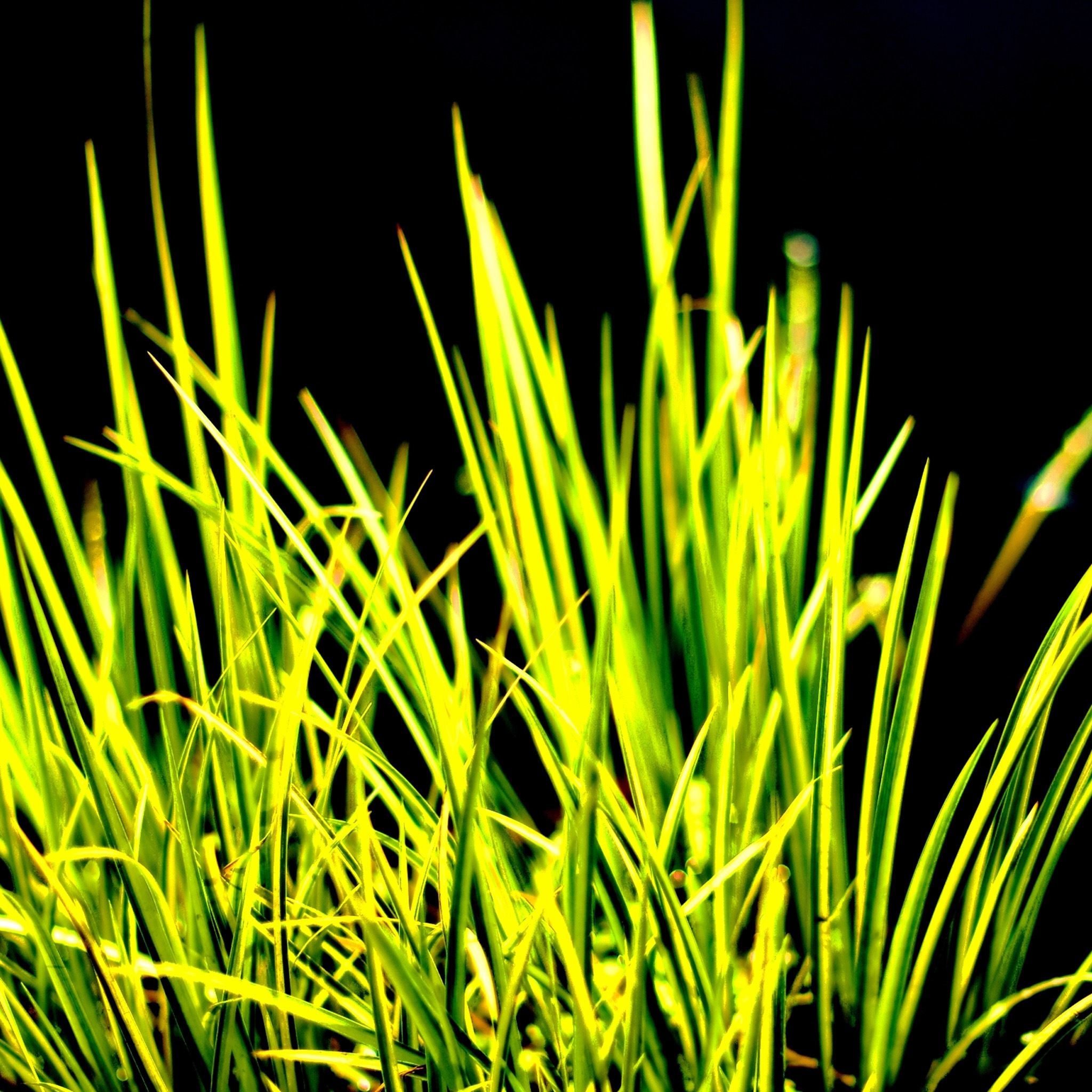 Underbrush Grass Macro iPad Air wallpaper 
