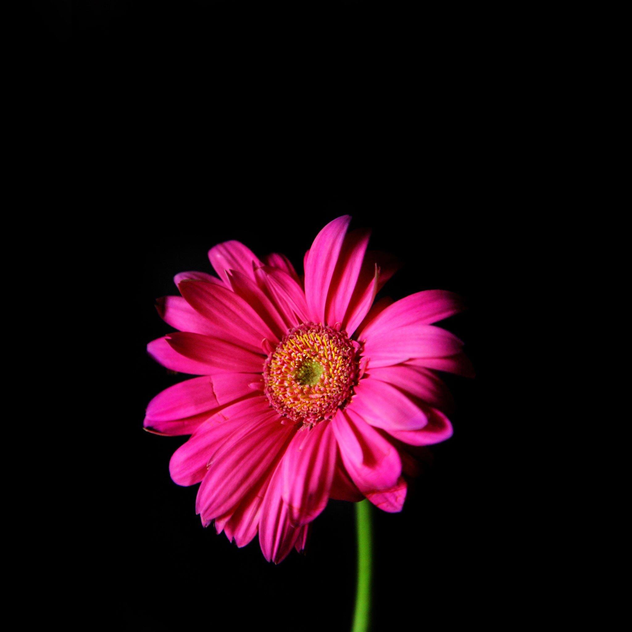 Flower In The Dark Macro iPad Air wallpaper 