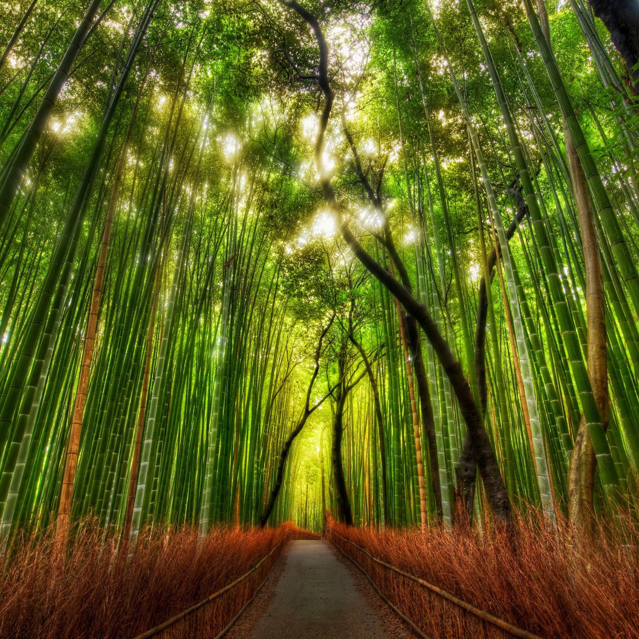 Nature Bamboo Woodland Road iPad Air wallpaper 
