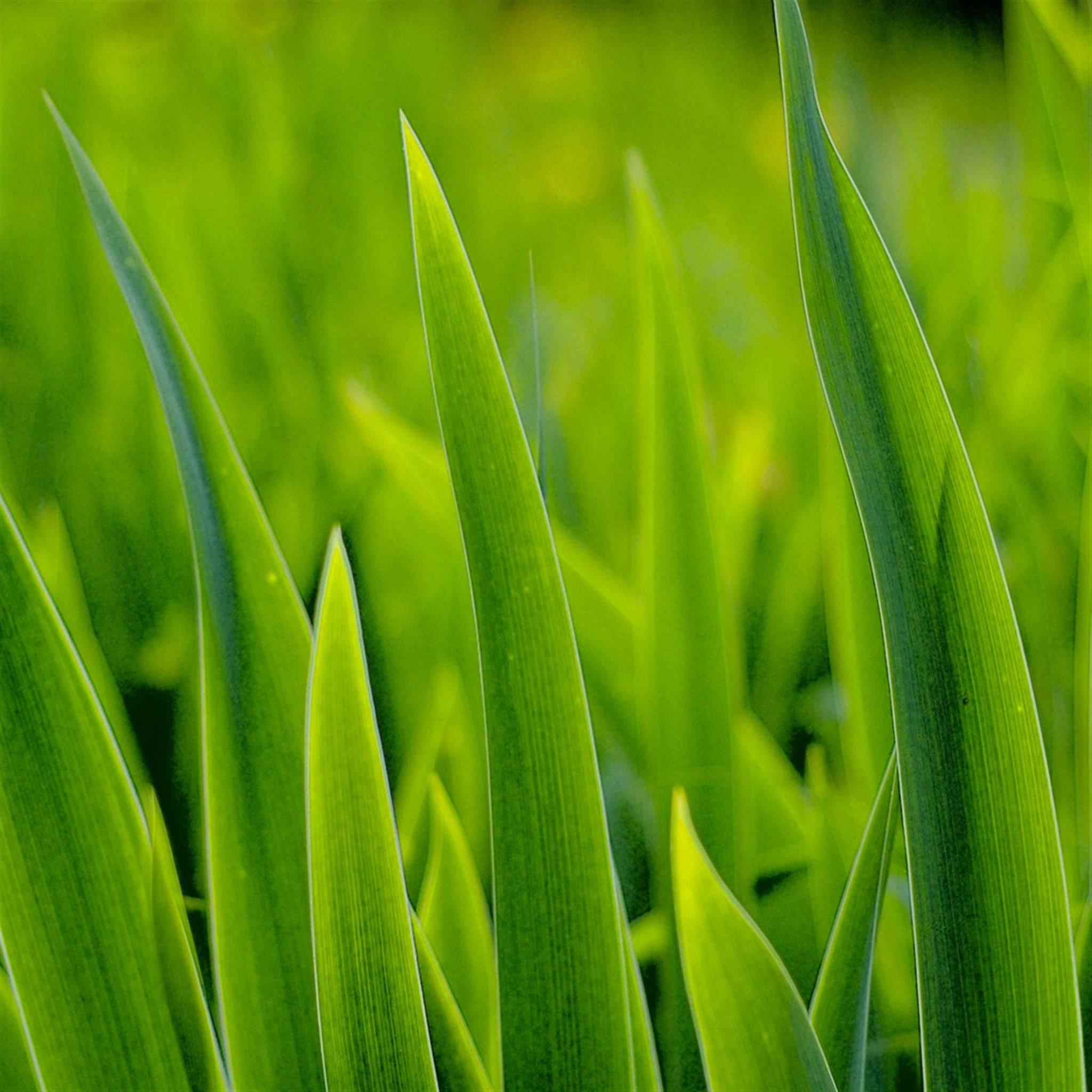 Spring Fresh Vibrant Grass Leaf iPad Air wallpaper 