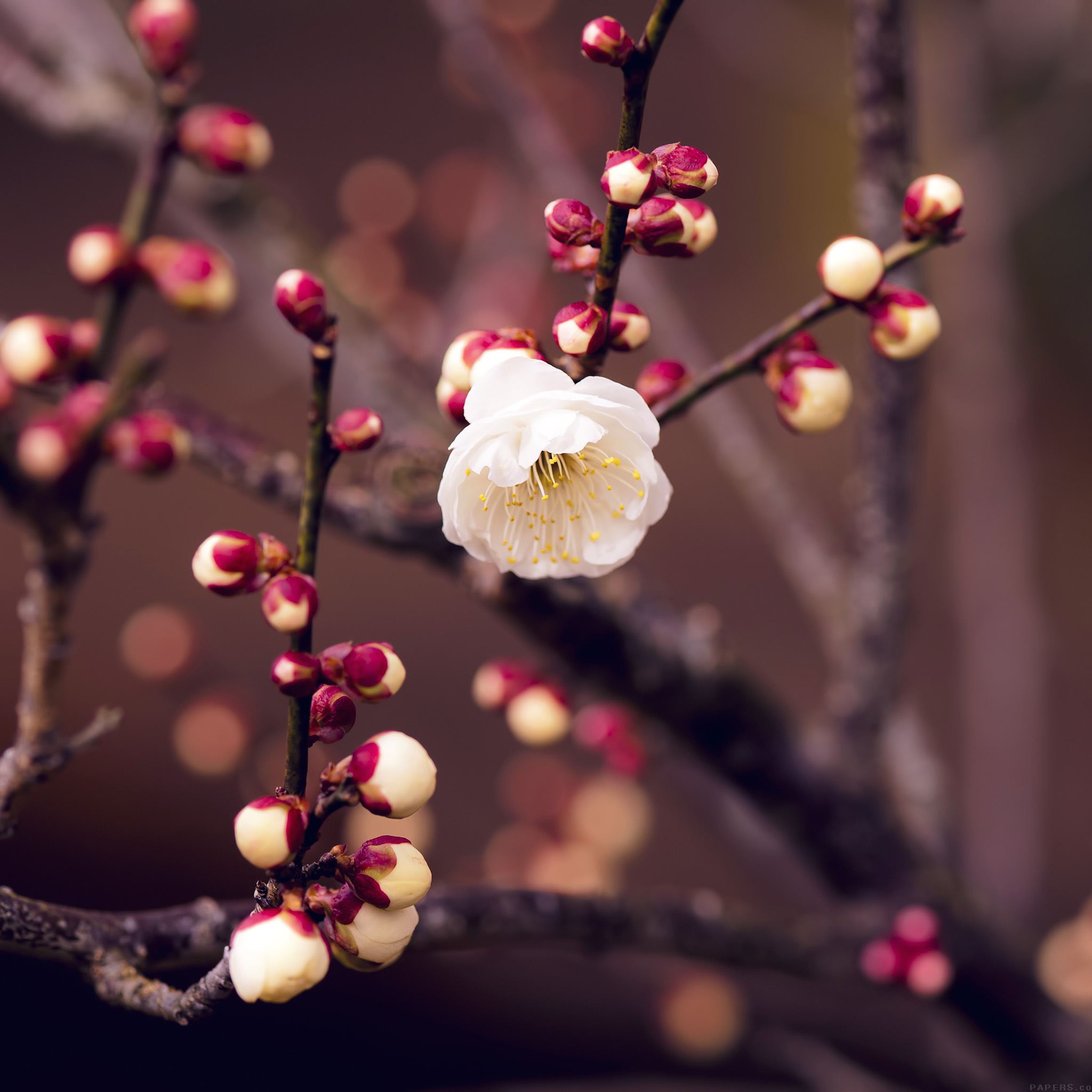 Spring Nature Flower Bud Tree Twigs iPad Air wallpaper 