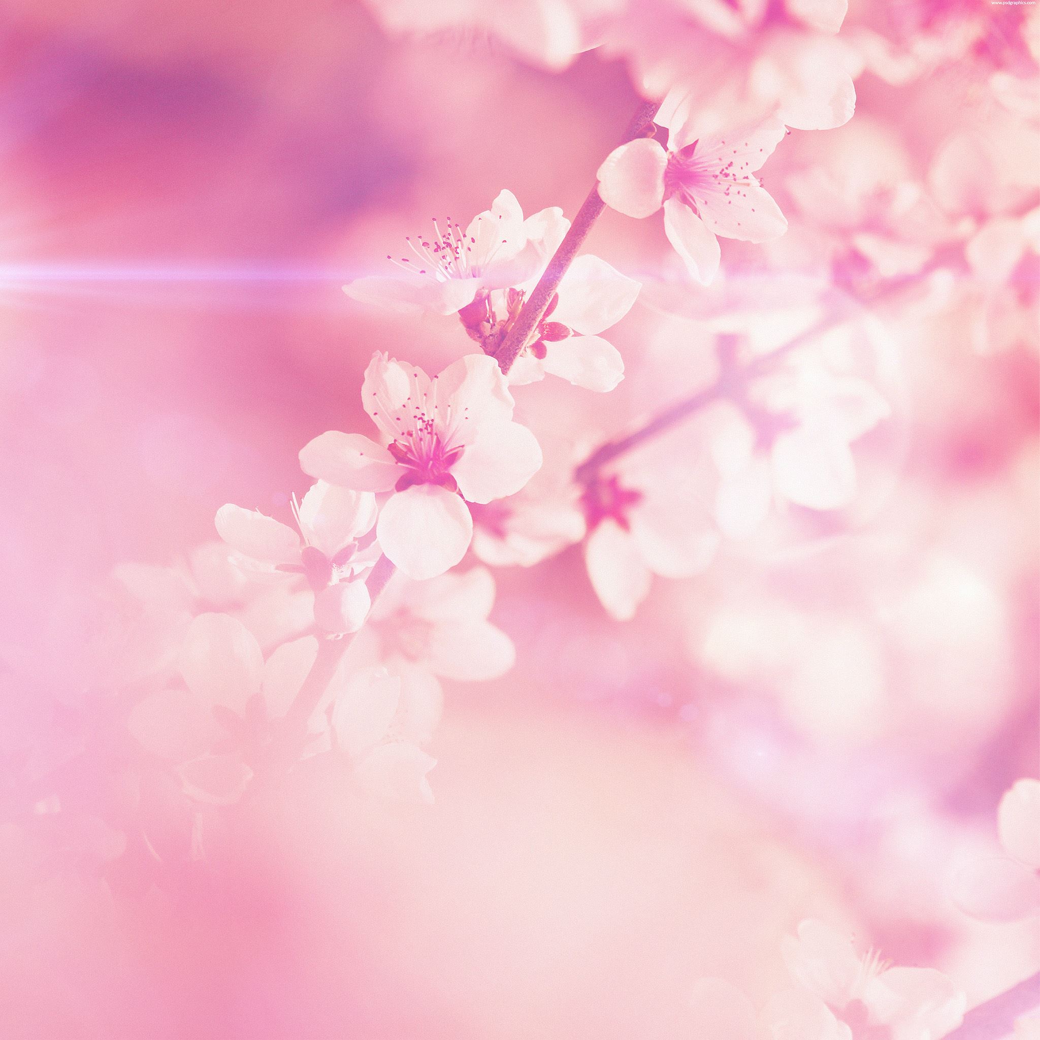Spring Pink Cherry Blossom Flare Nature iPad Air wallpaper 