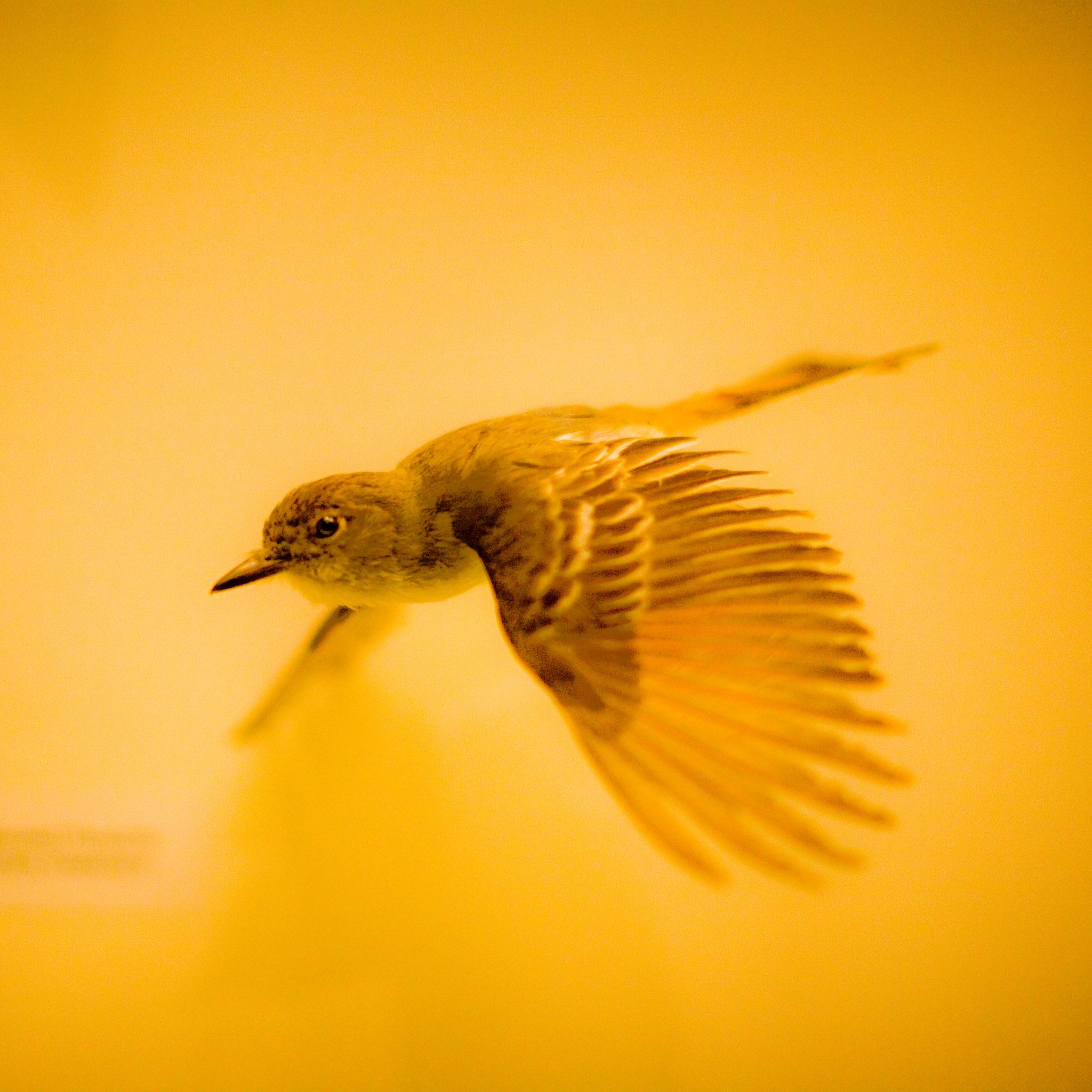 Hawk Bird Over Calm Water iPad Air wallpaper 