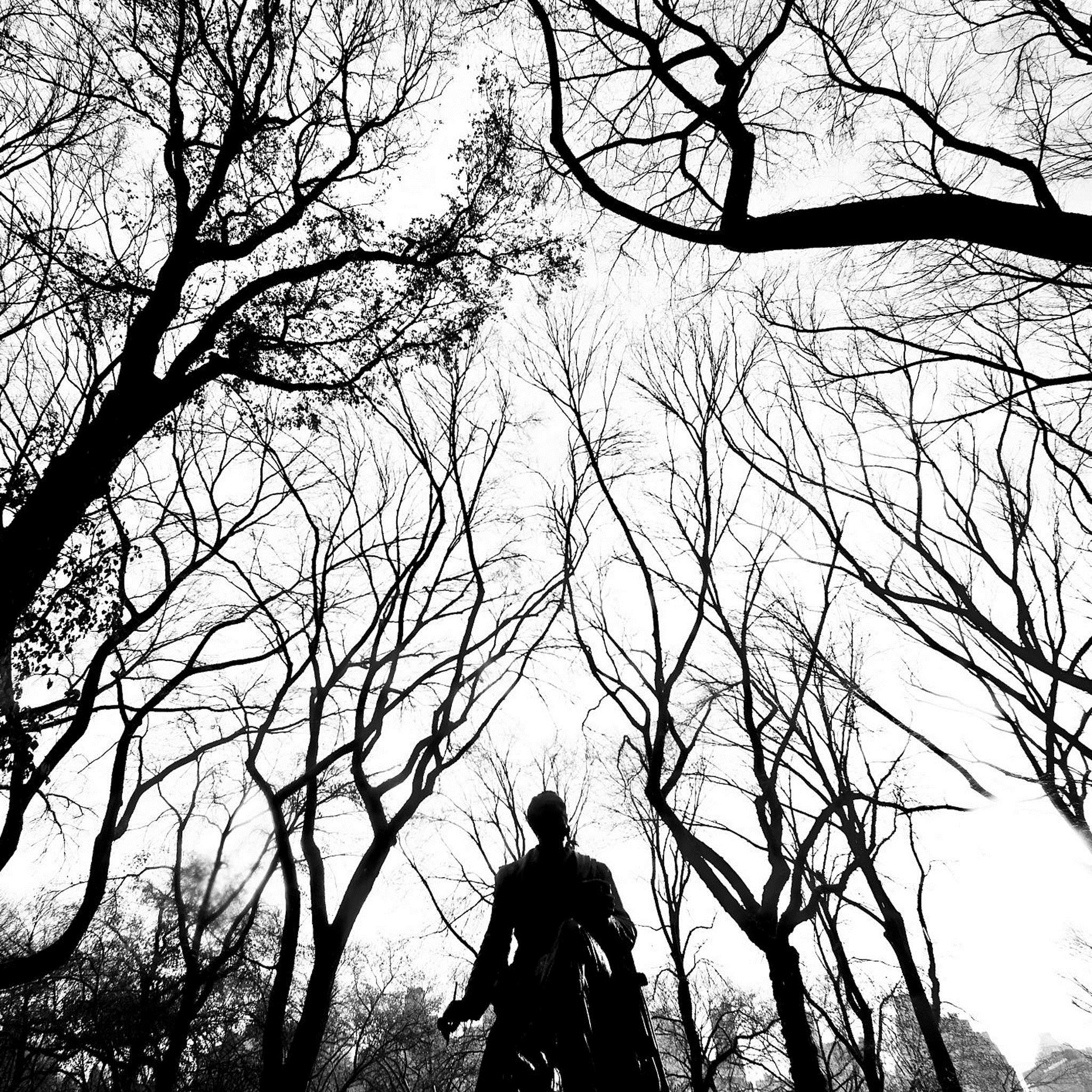 Grayscale Central Park Hawk Branches iPad Air wallpaper 