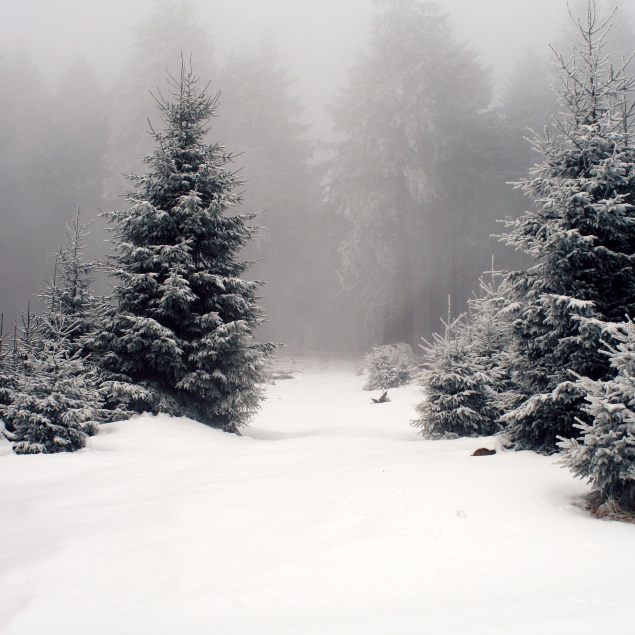 Heavy Snow Pine Forest iPad Air wallpaper 