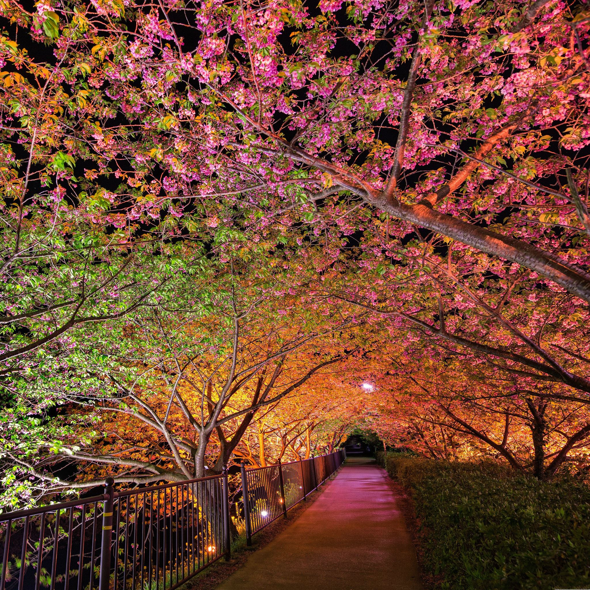Tunnel Of Love Among Pink Cherry Trees  iPad Air wallpaper 