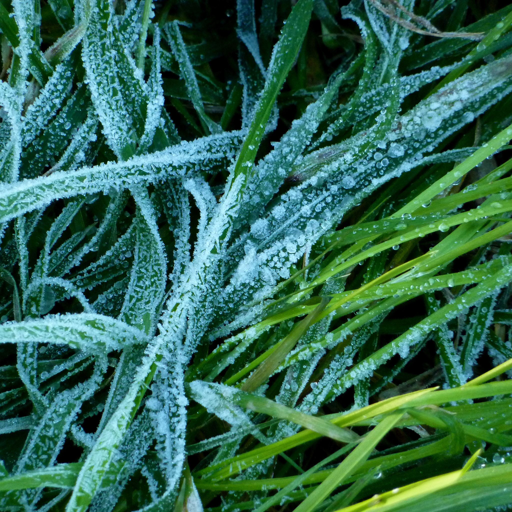 Frost Grass Leafy Field iPad Air wallpaper 