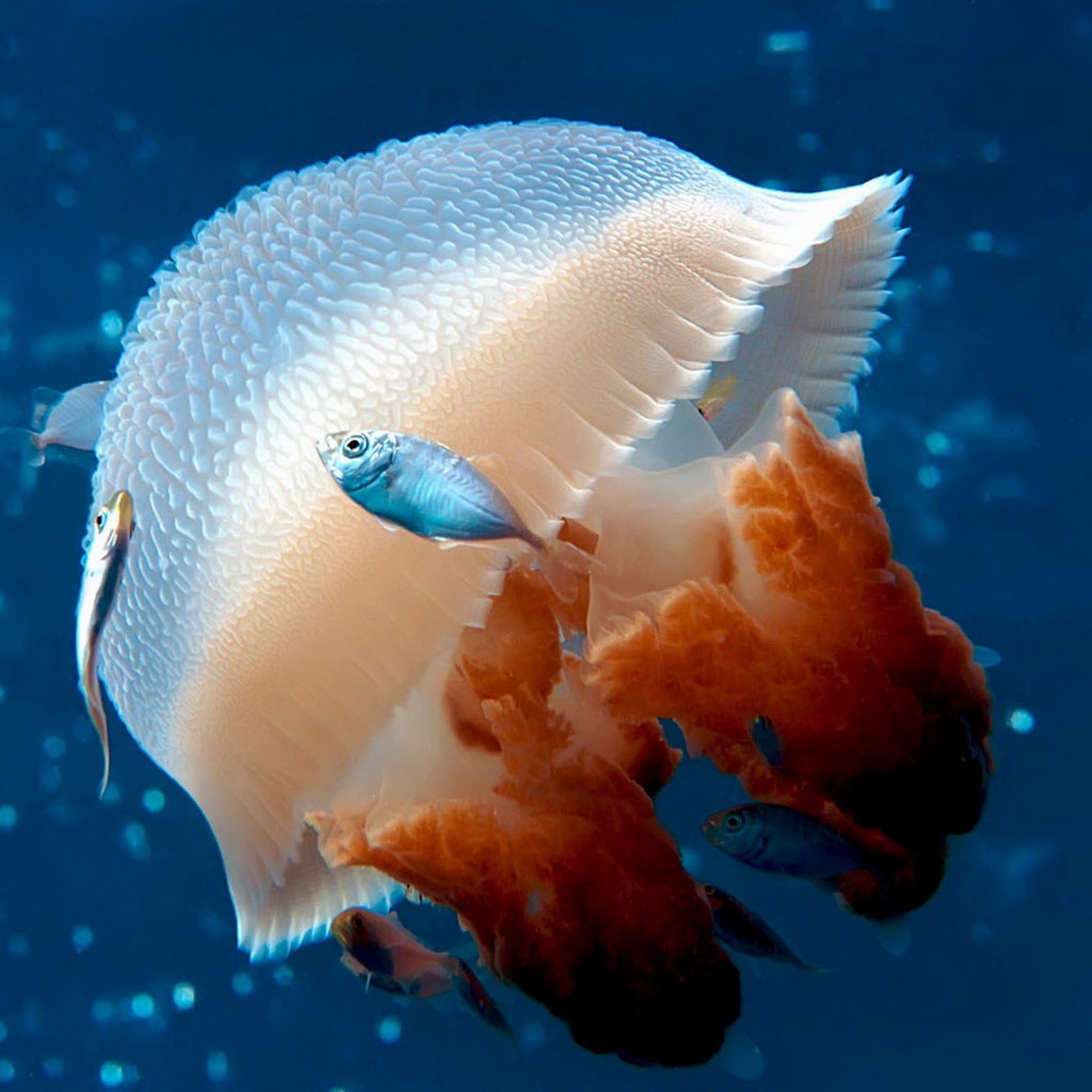Transparent Ocean Jellyfish Macro iPad Air wallpaper 