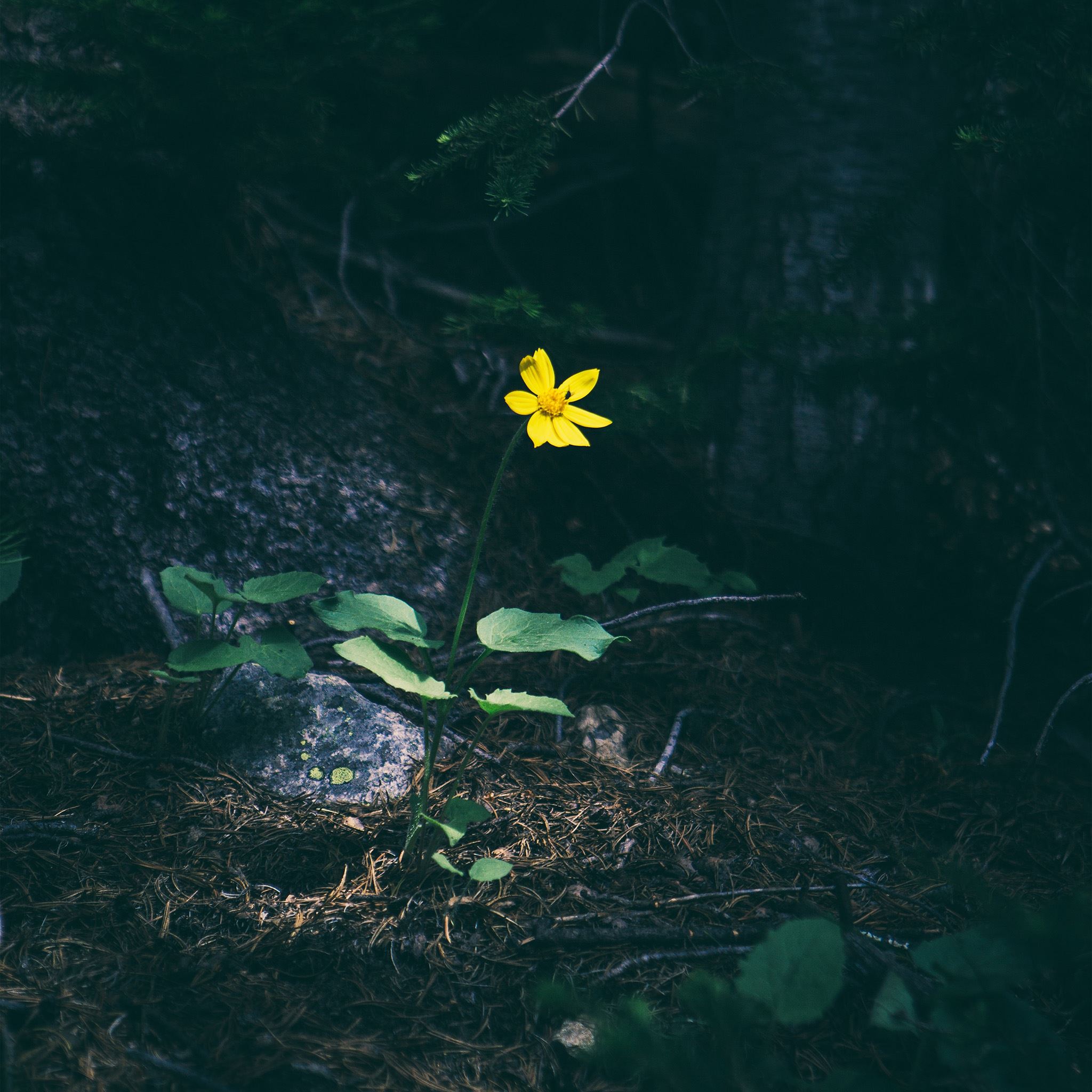 Flower Yellow Forest Wood Lonely Dark Nature iPad Air wallpaper 