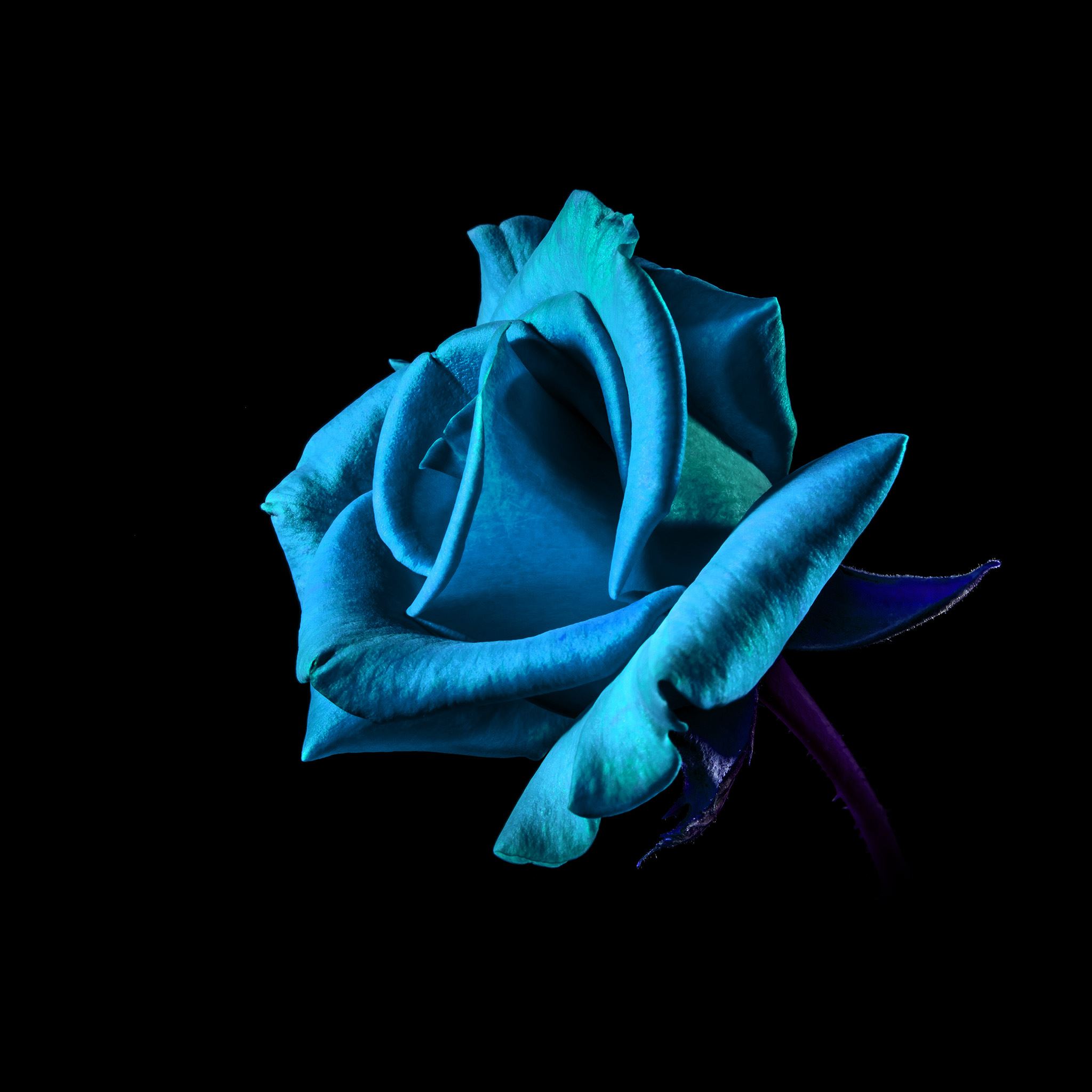 Flower Rose Blue Dark Beautiful Best Nature iPad Air wallpaper 