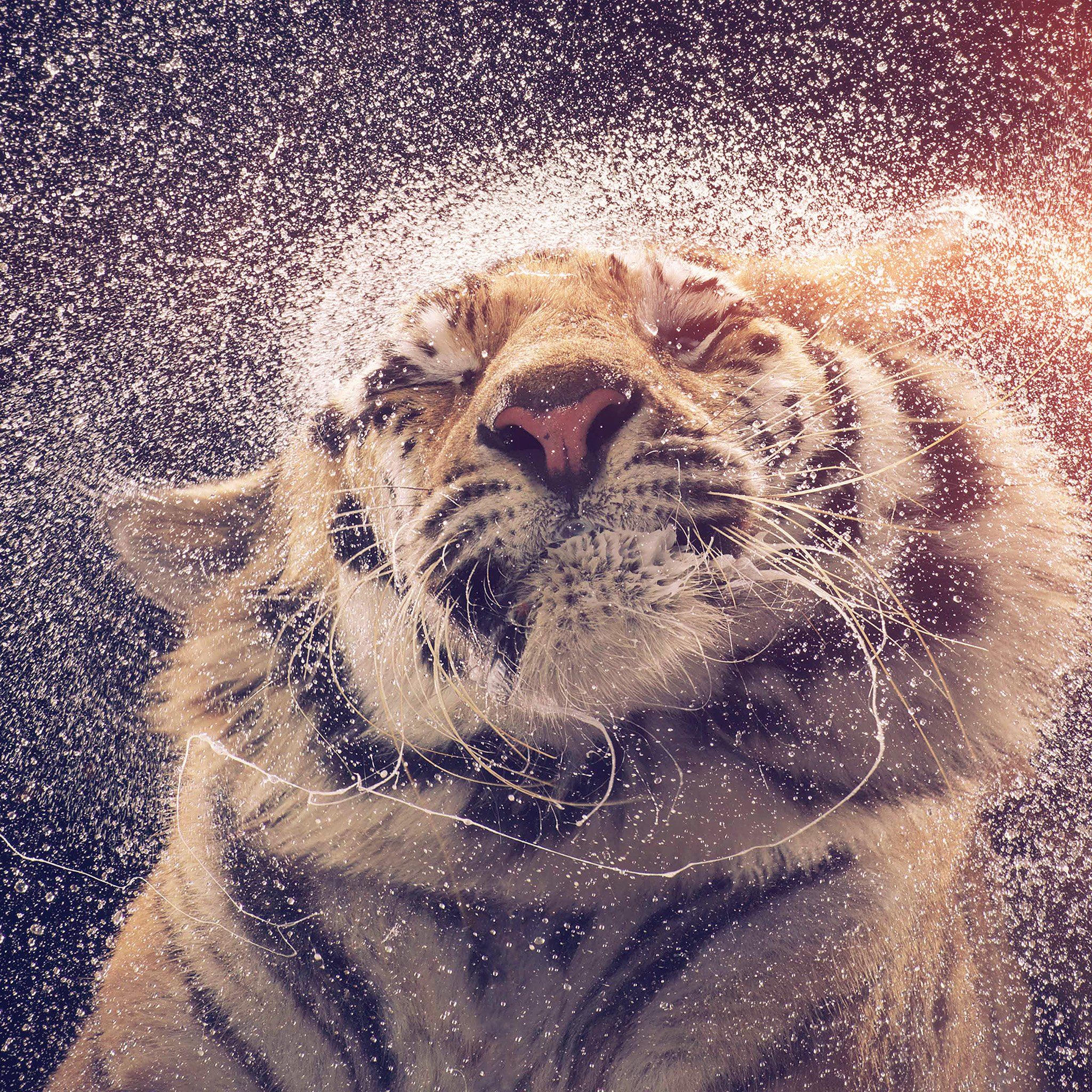 Shaking Tiger Water Animal Flare iPad Air wallpaper 