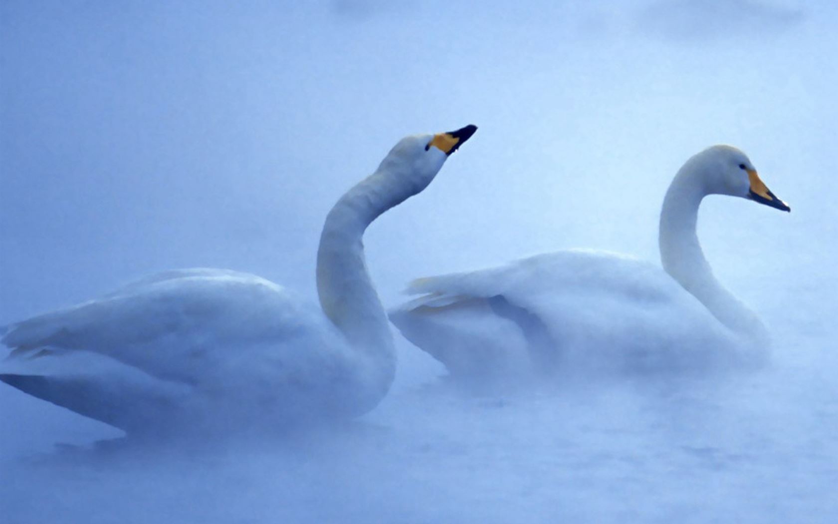 Pure Cloudy White Swans Couple iPad Air wallpaper 