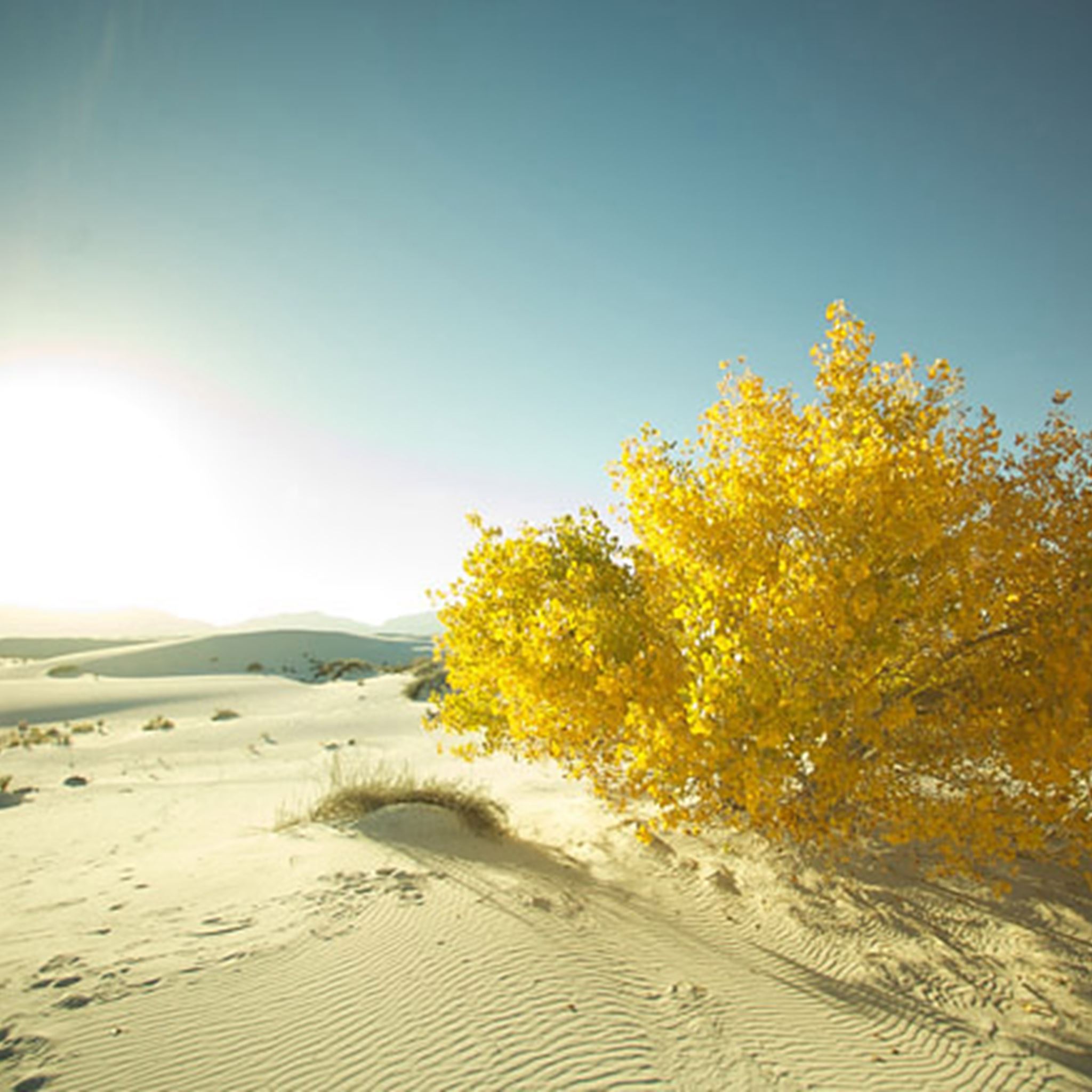Wide Golden Tree Desert iPad Air wallpaper 