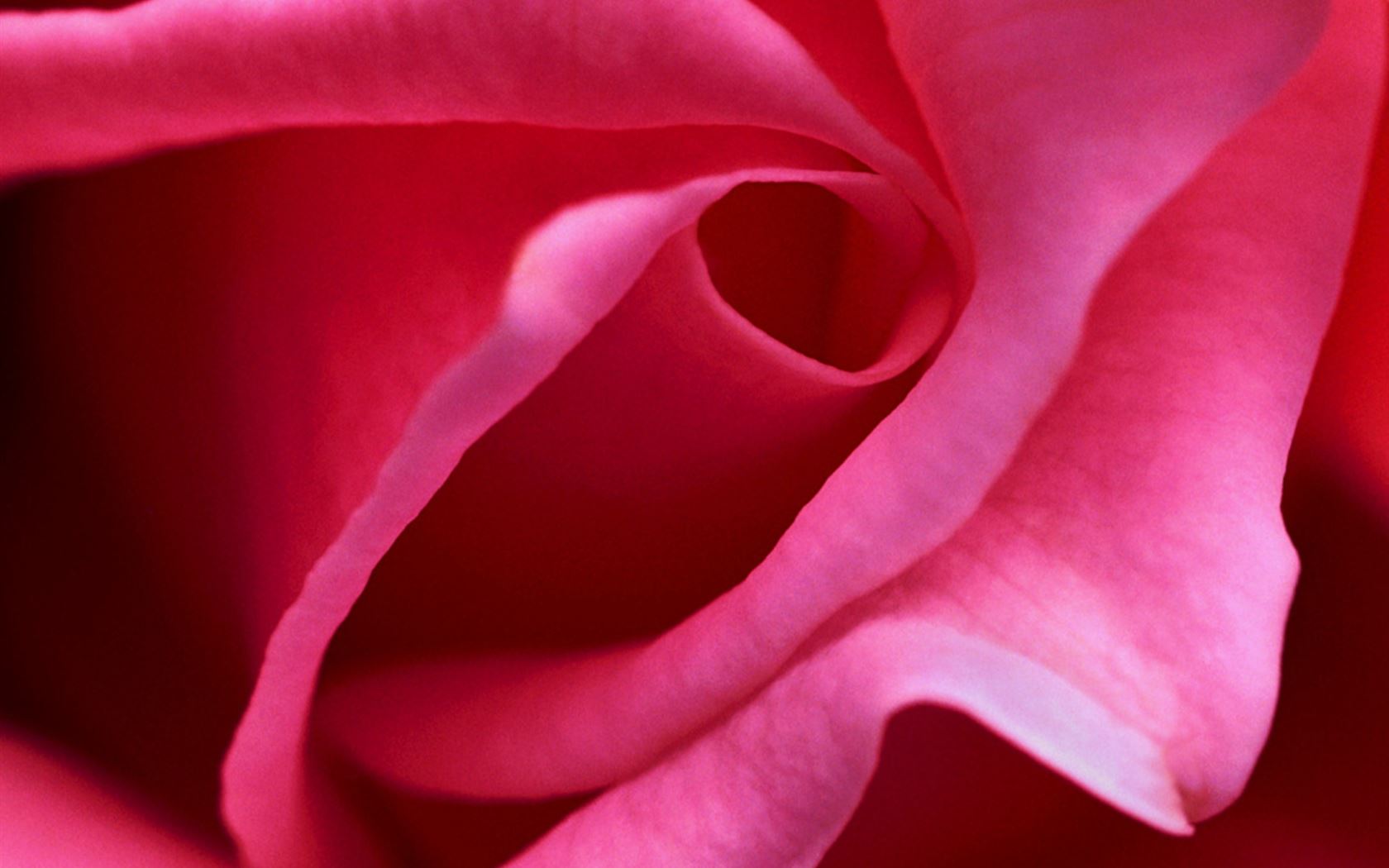 Pink Rose Close Up iPad Air wallpaper 