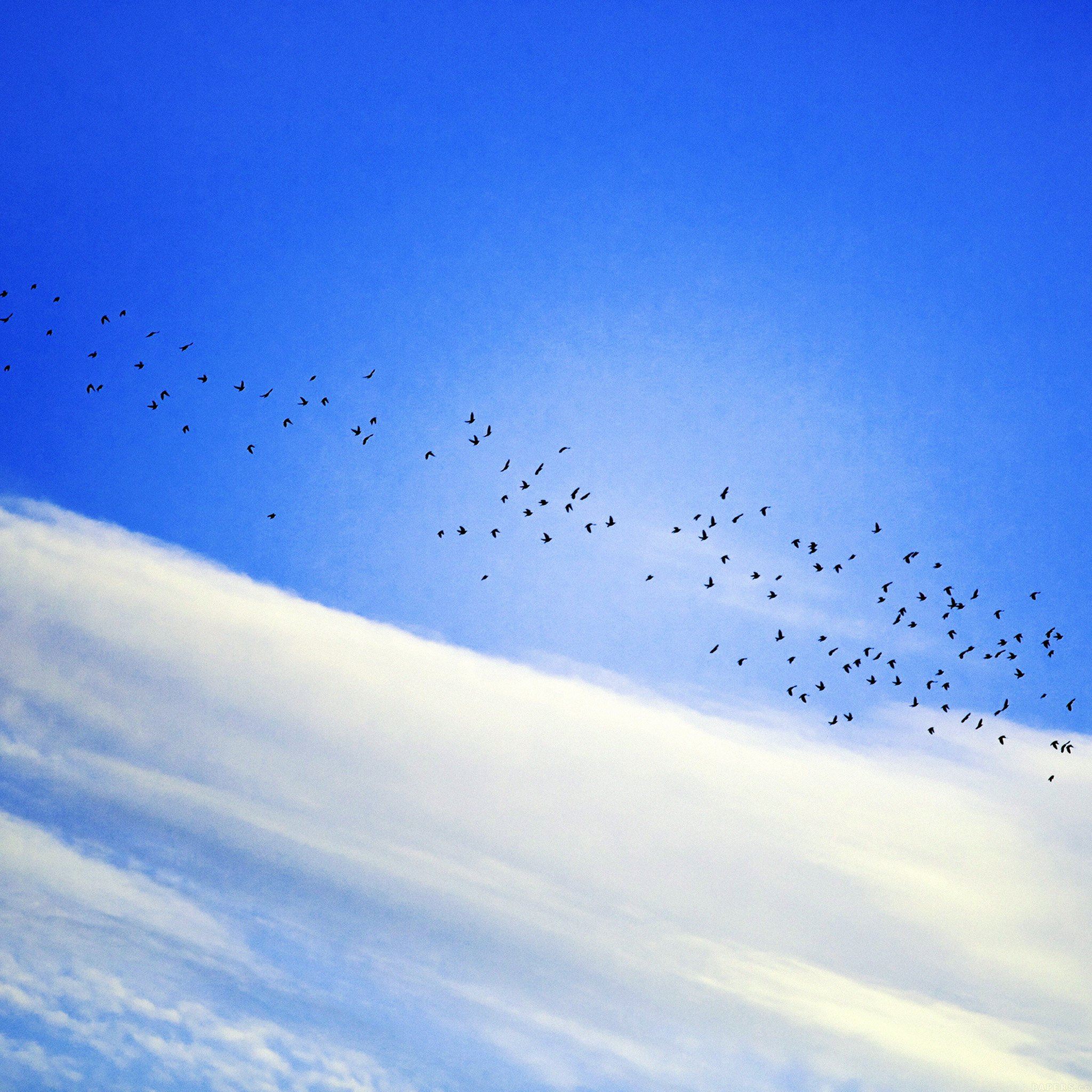 Sky Cloud Birds Blue Fly Nature iPad Air wallpaper 
