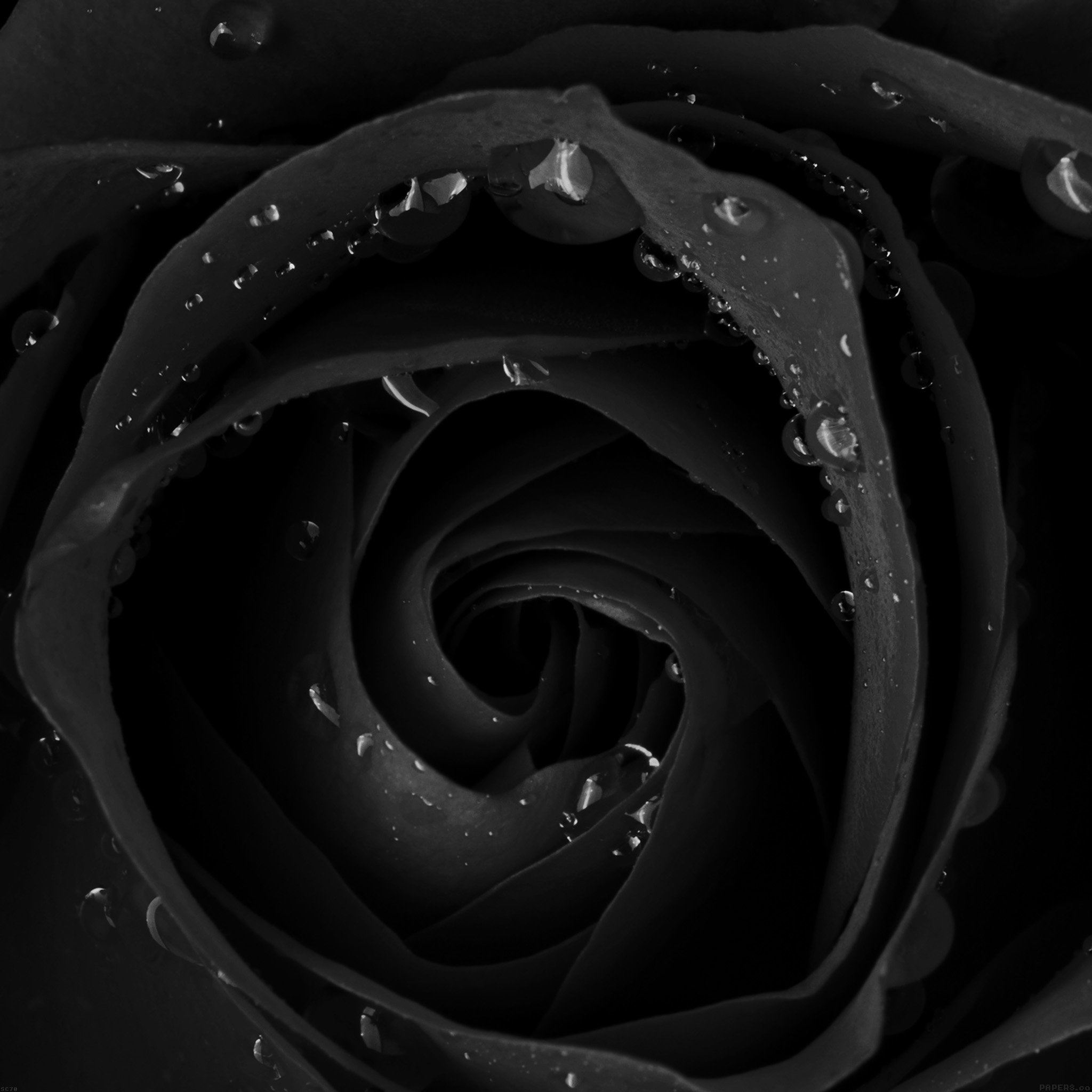 Beautiful Dark Rose Flower Nature iPad Air wallpaper 