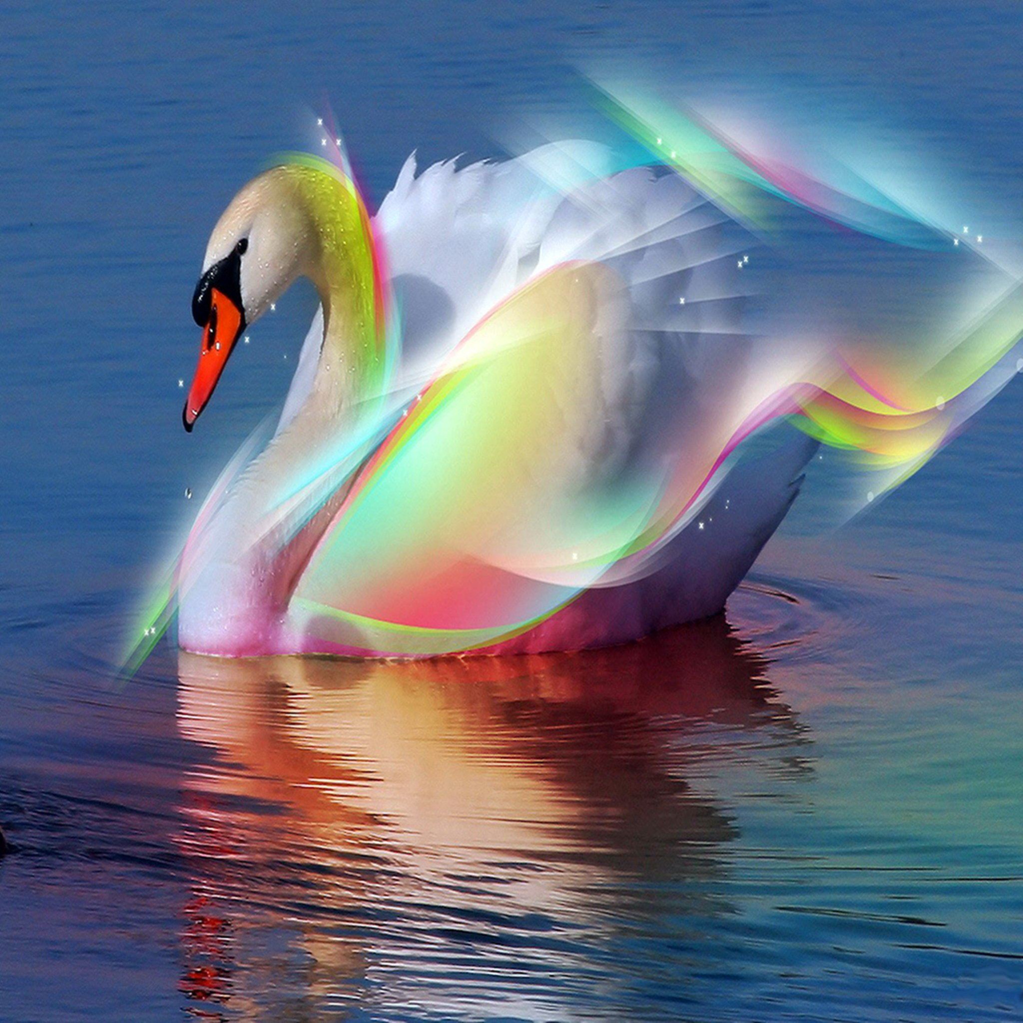 Colorful Feather Swan Swimming Lake Ripple iPad Air wallpaper 