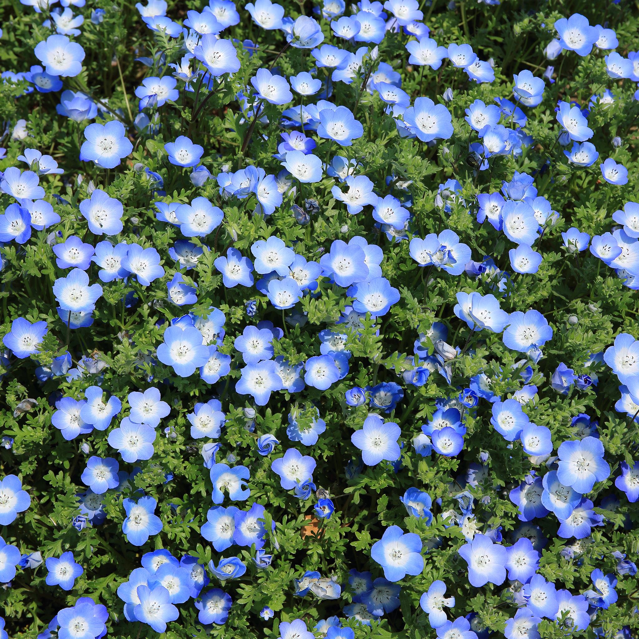 Flower Spring Blue Nature iPad Air wallpaper 