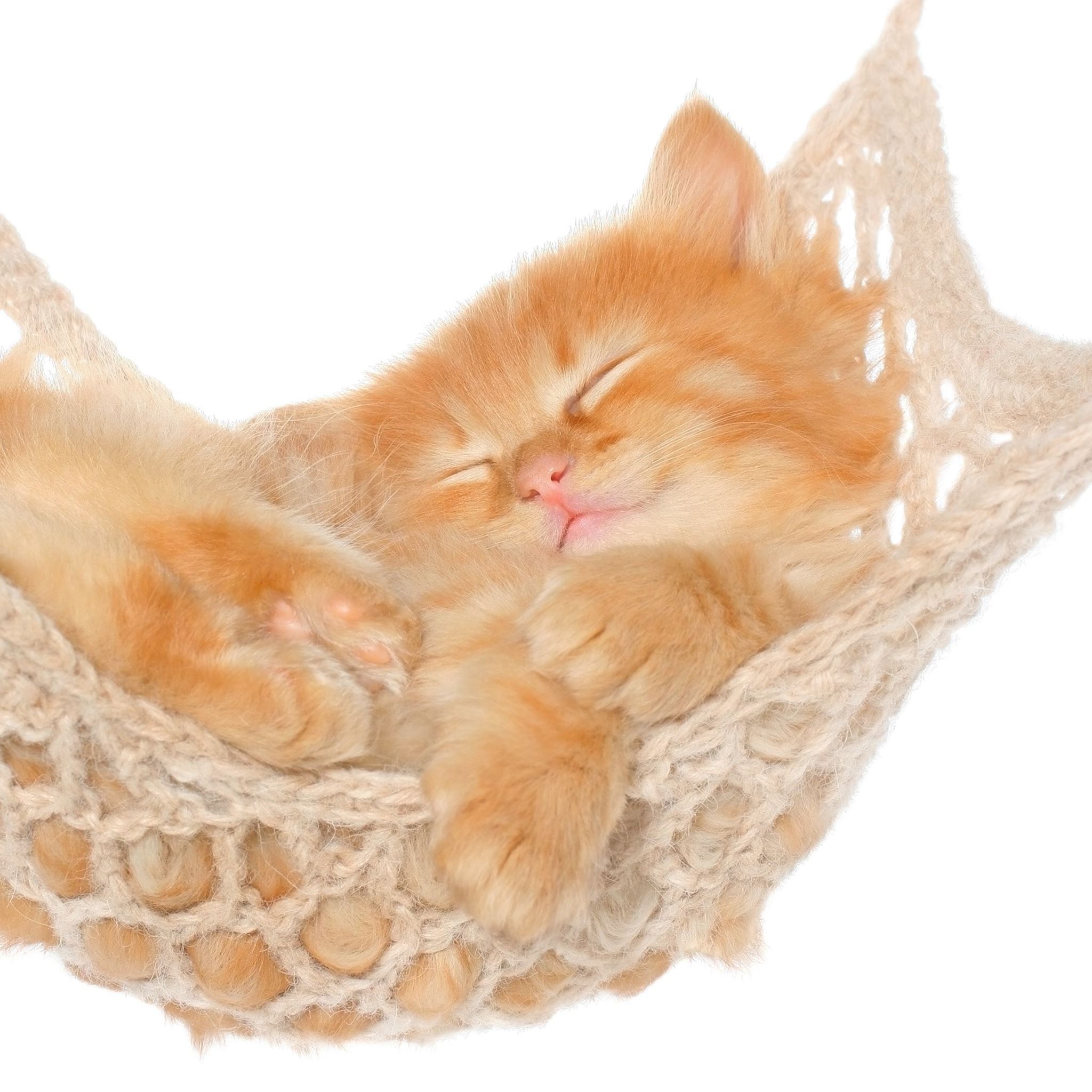 Cat Hammock Kitten Red Fluffy iPad Air wallpaper 