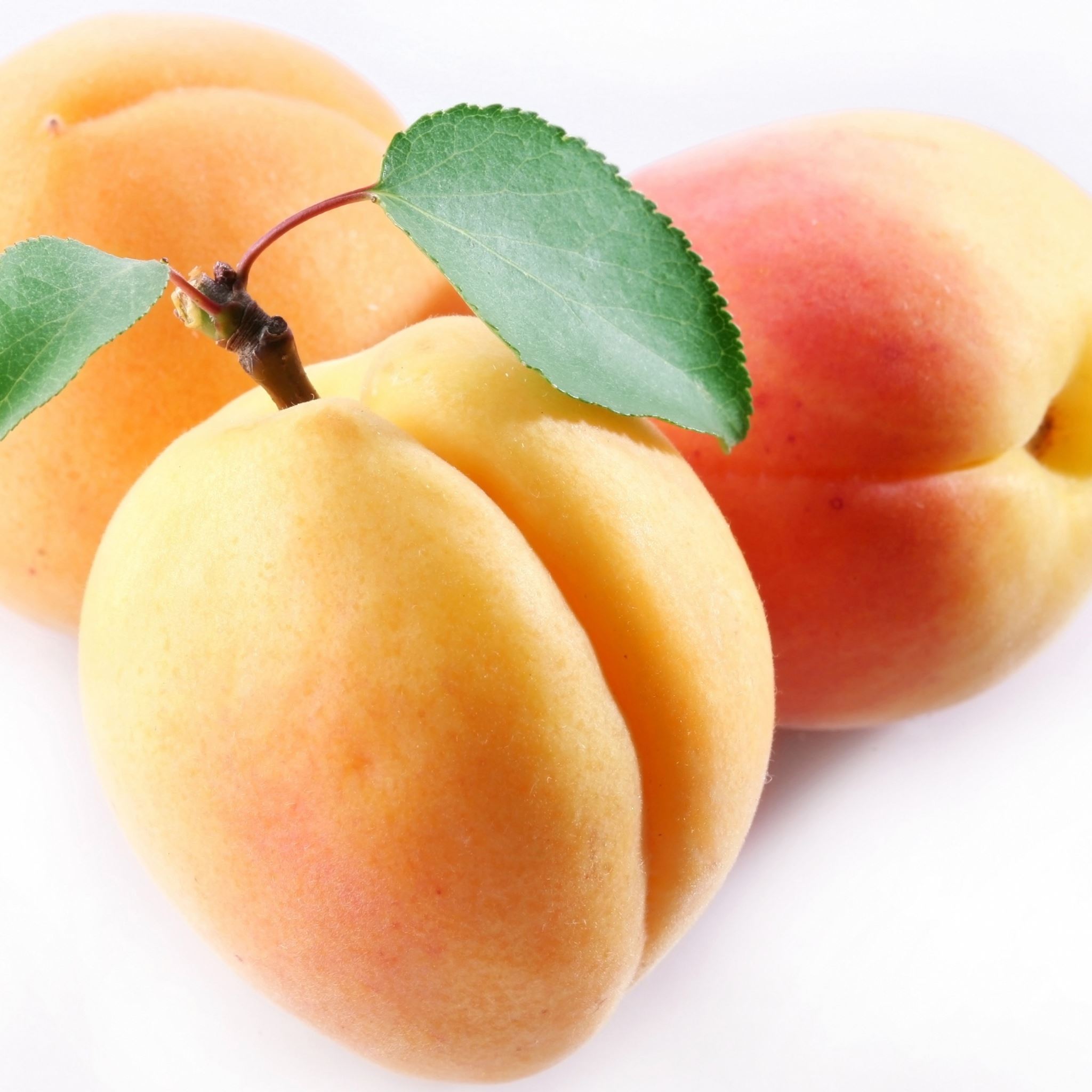 Apricot Fruit Branch iPad Air wallpaper 