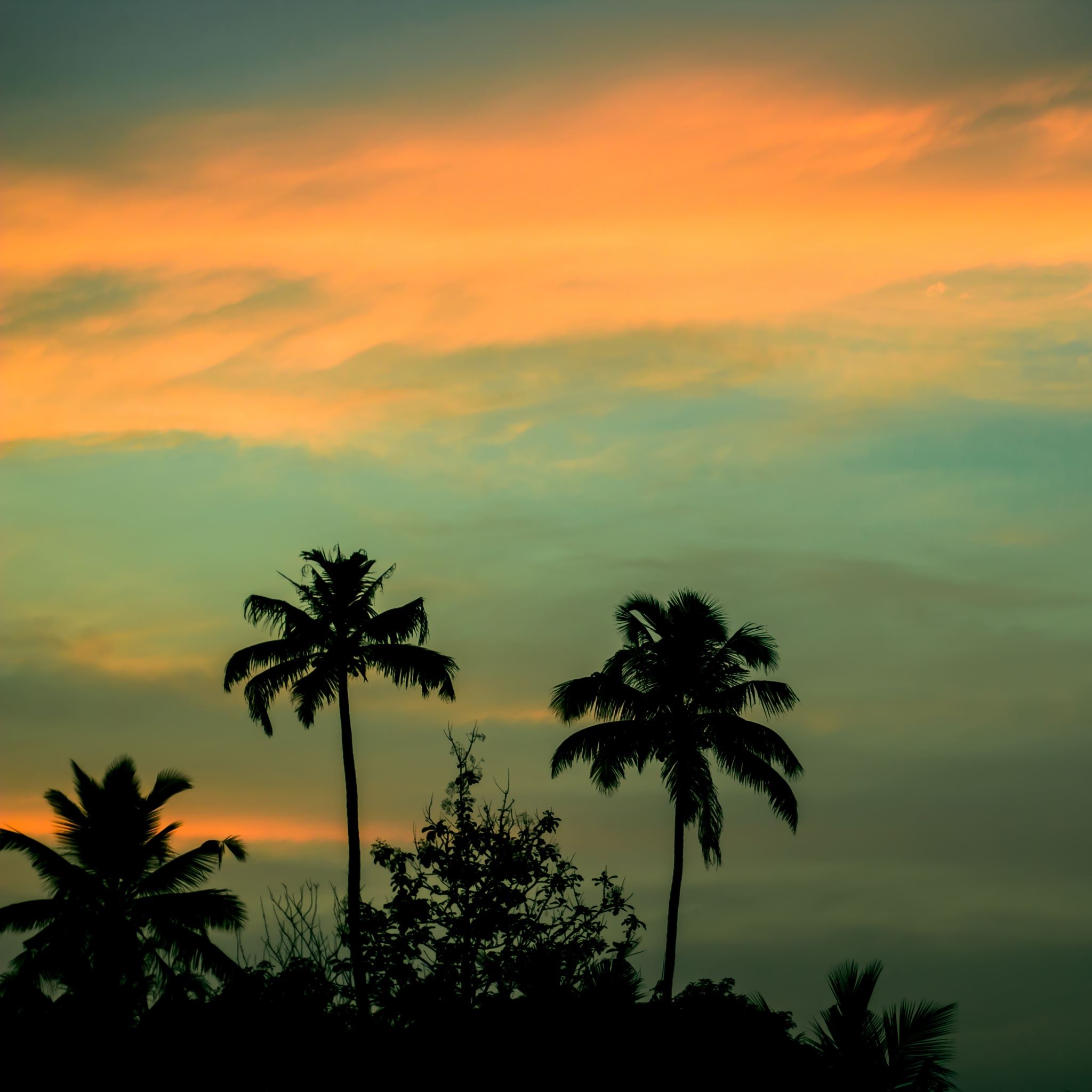 Palms Grove Sunset Sky iPad Air wallpaper 