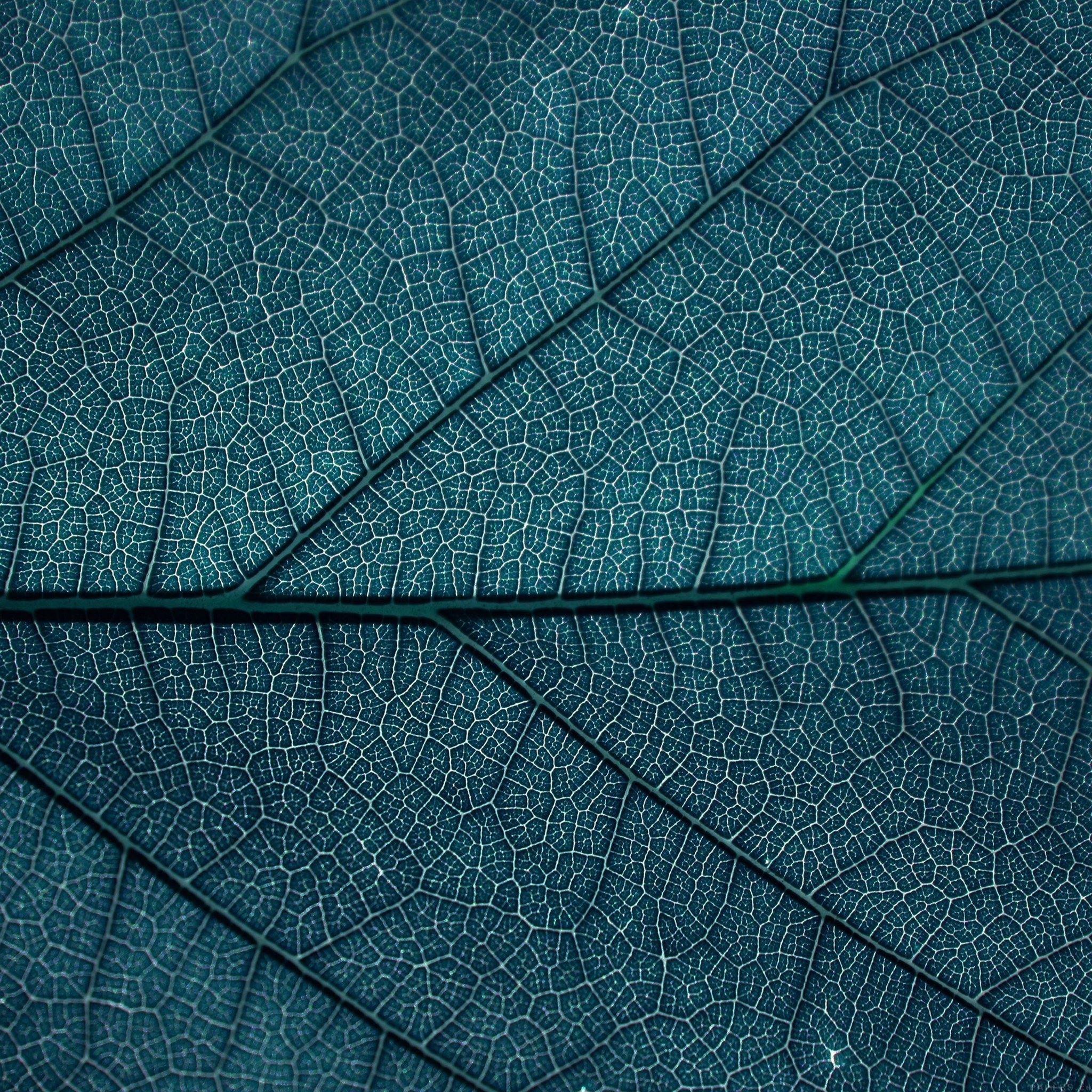 Leaf Blue Dark Nature Texture Pattern iPad Air wallpaper 