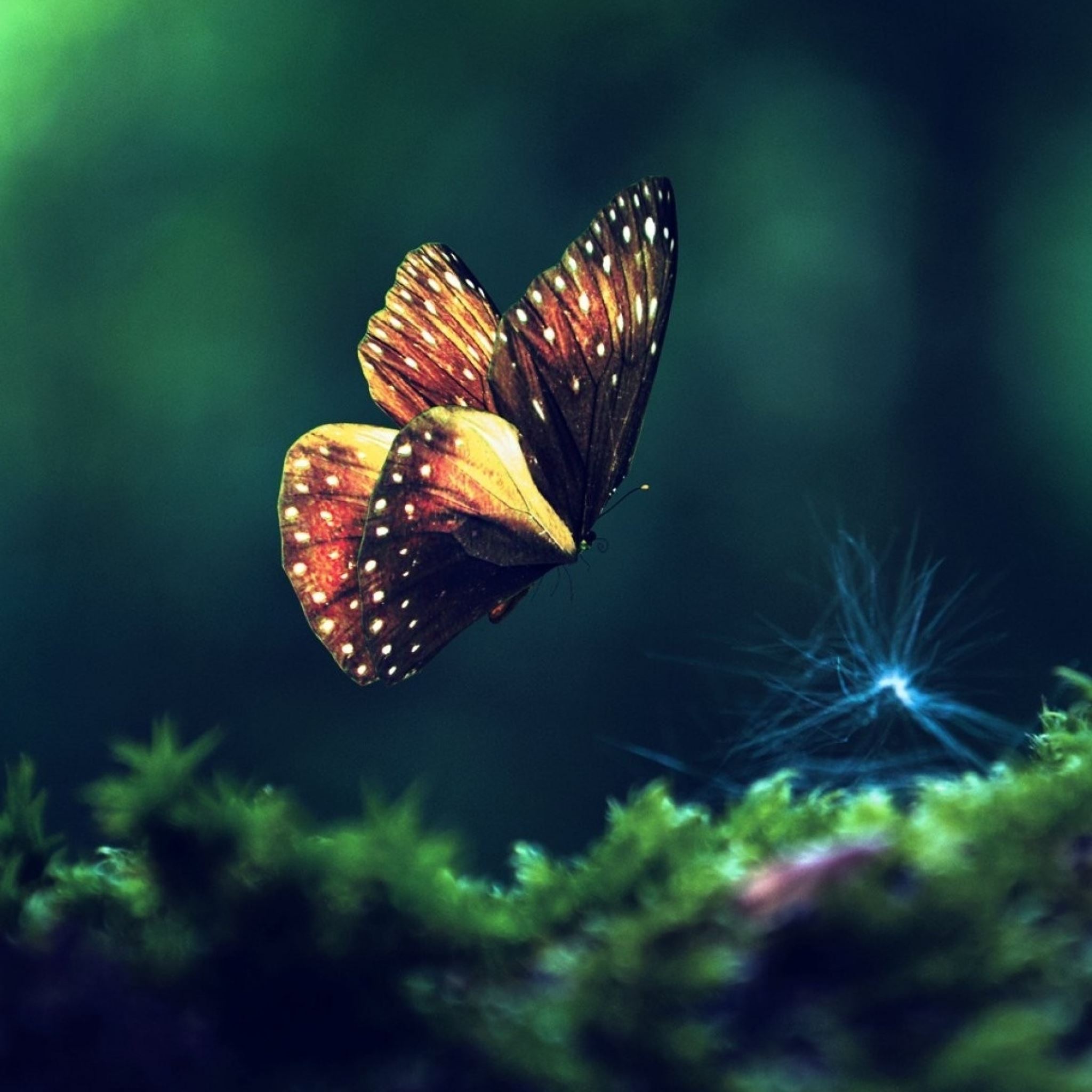 Butterfly grass flying wings iPad Air wallpaper 