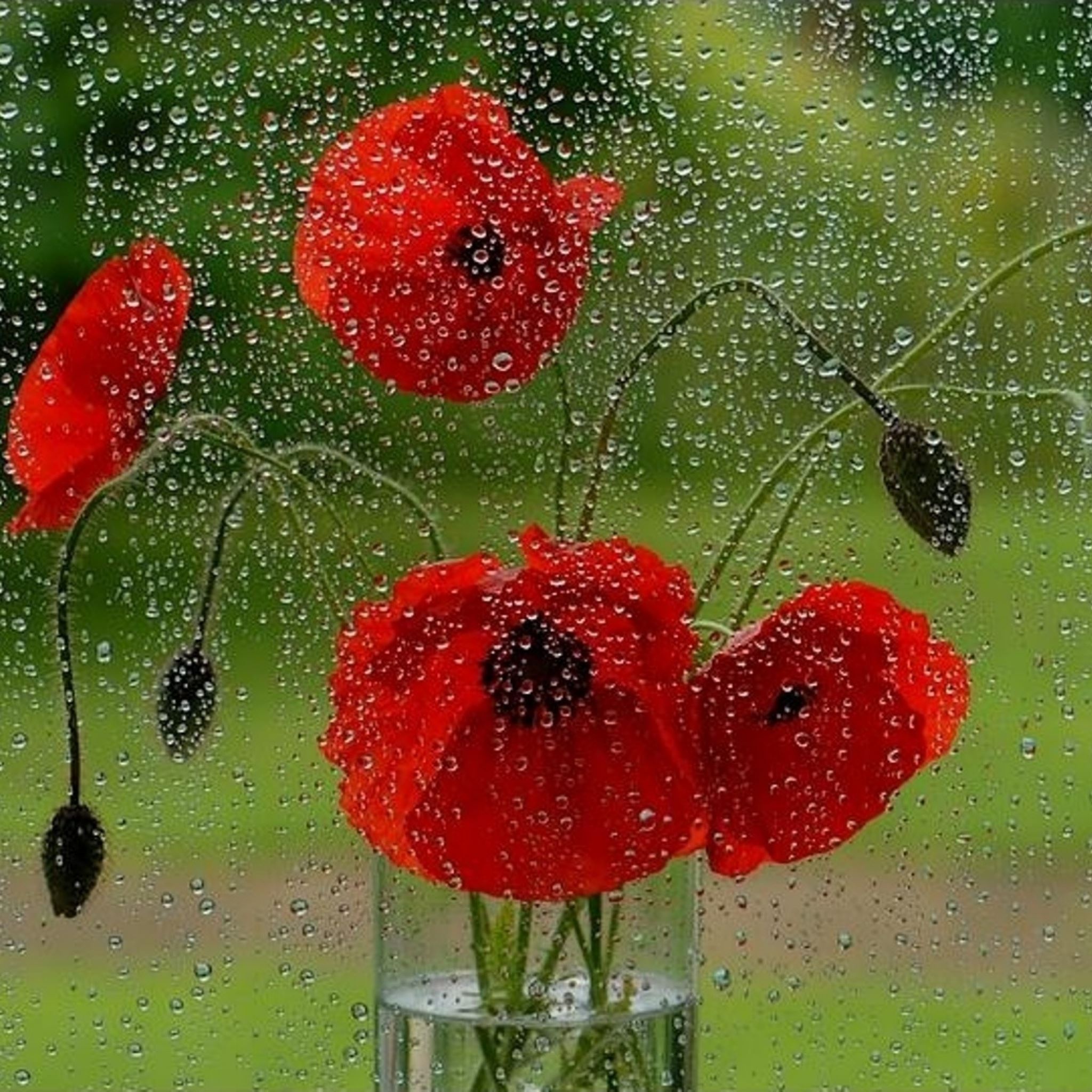 Glass rain drops fresh flower iPad Air wallpaper 