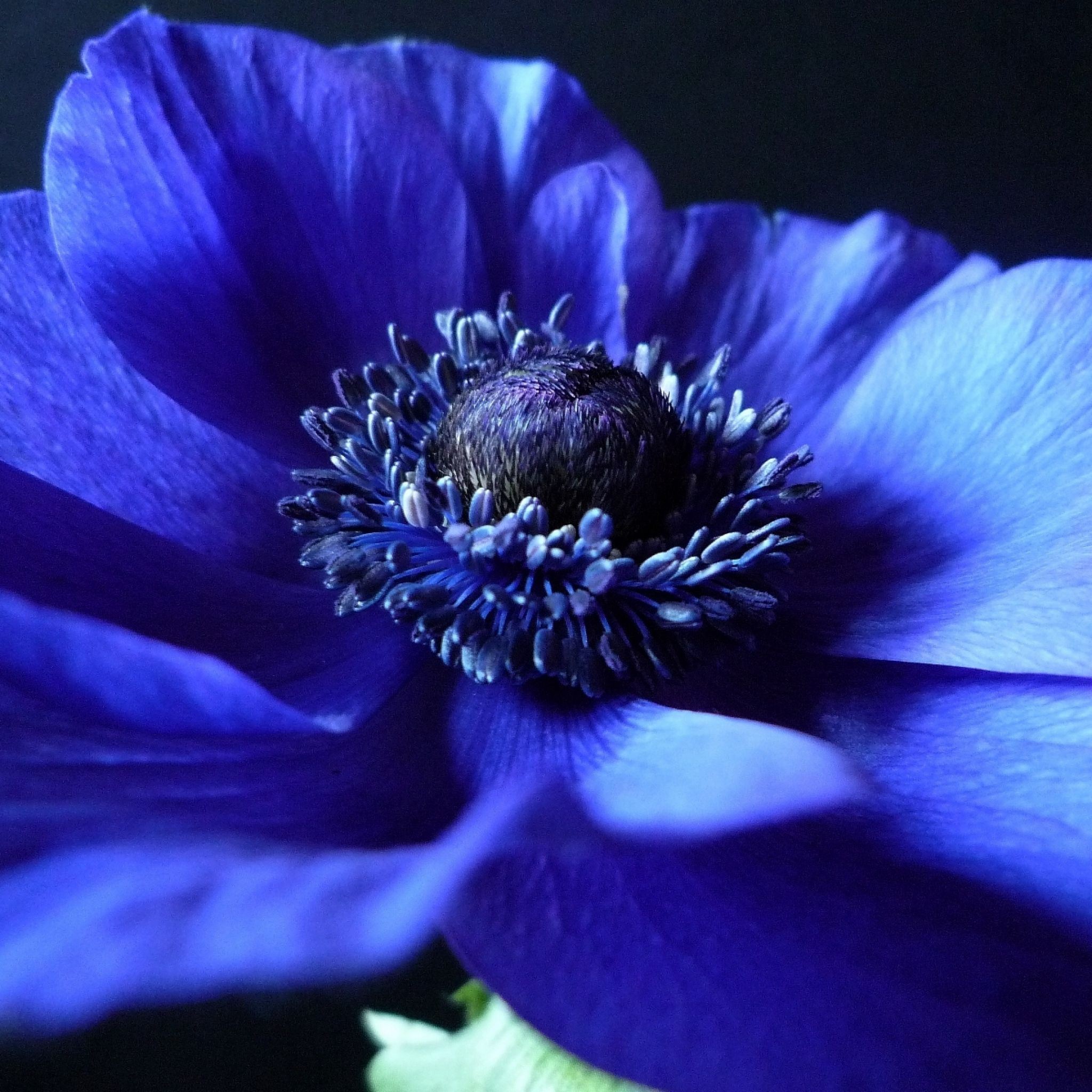 Flower background blue black petals iPad Air wallpaper 