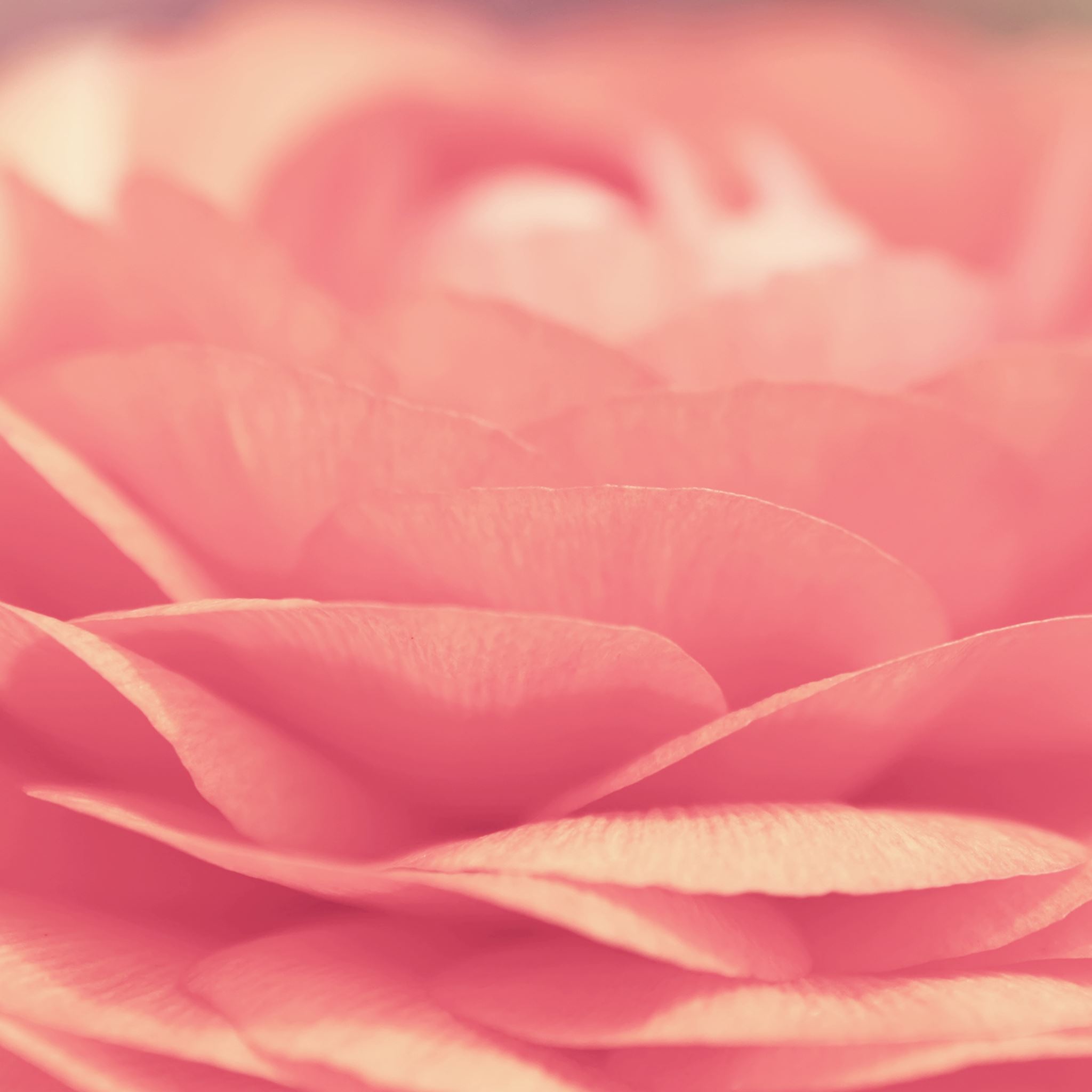 Pink Flower Closeup iPad Air wallpaper 