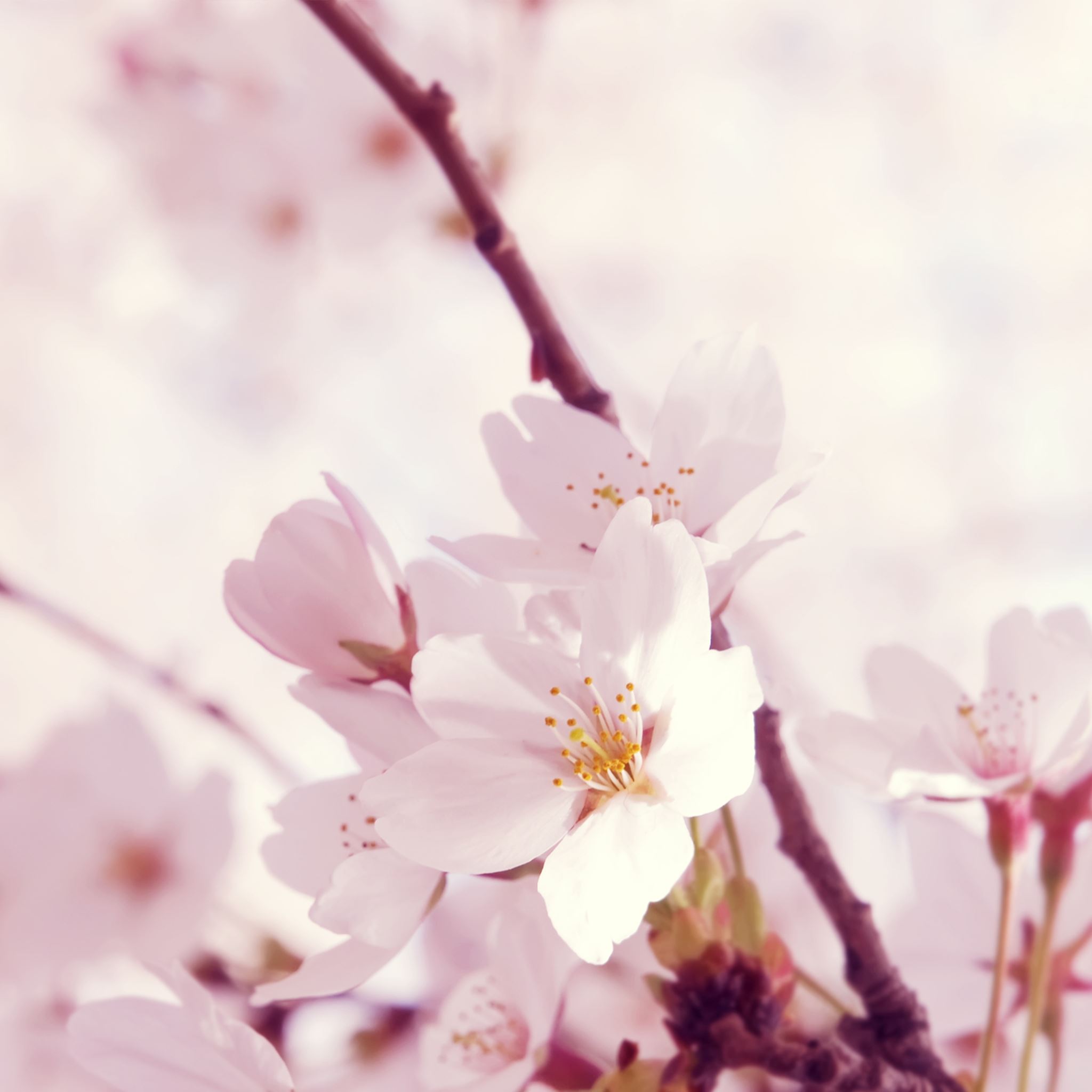 Peach blossom iPad Air wallpaper 