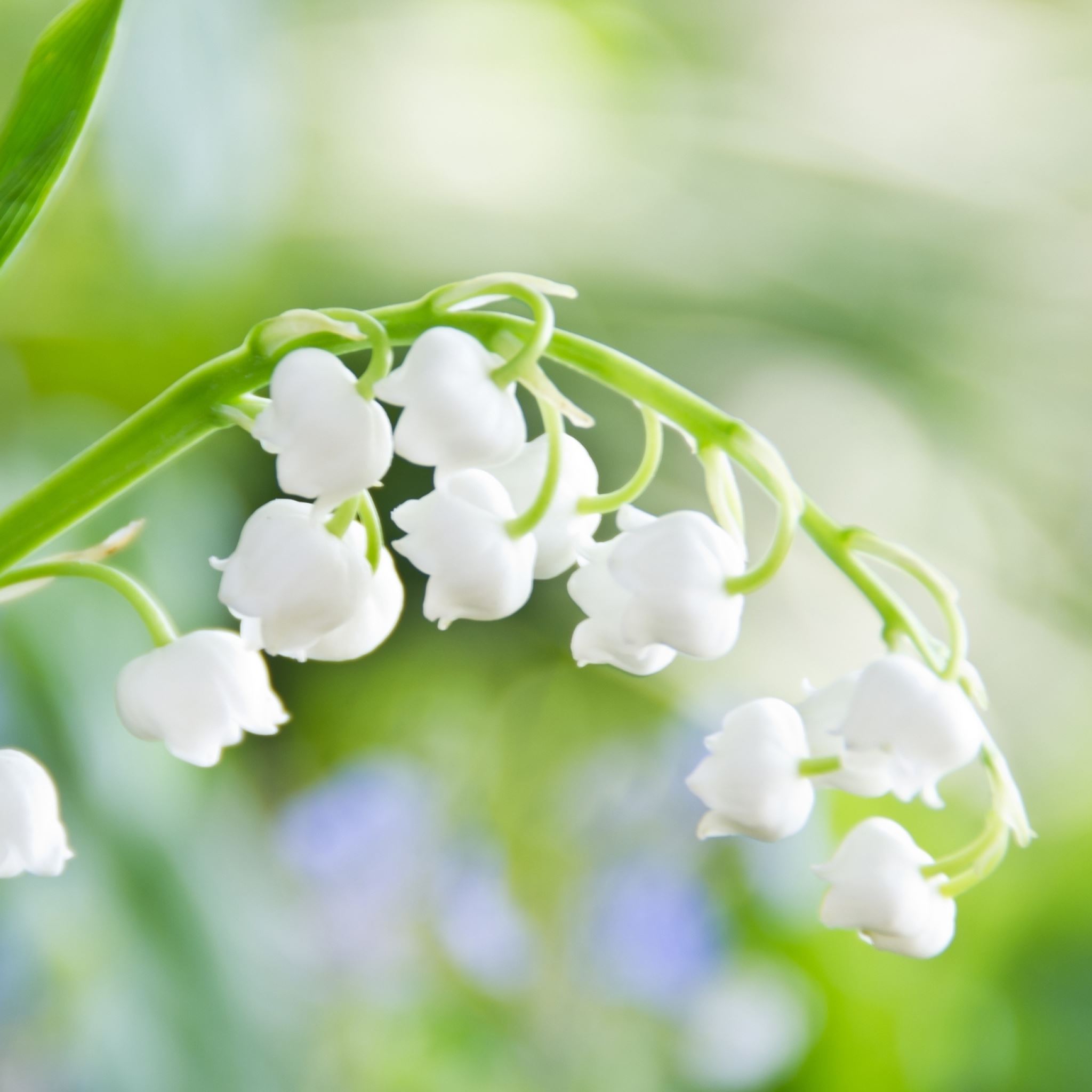 Lily of the Valley Flower Macro iPad Air wallpaper 