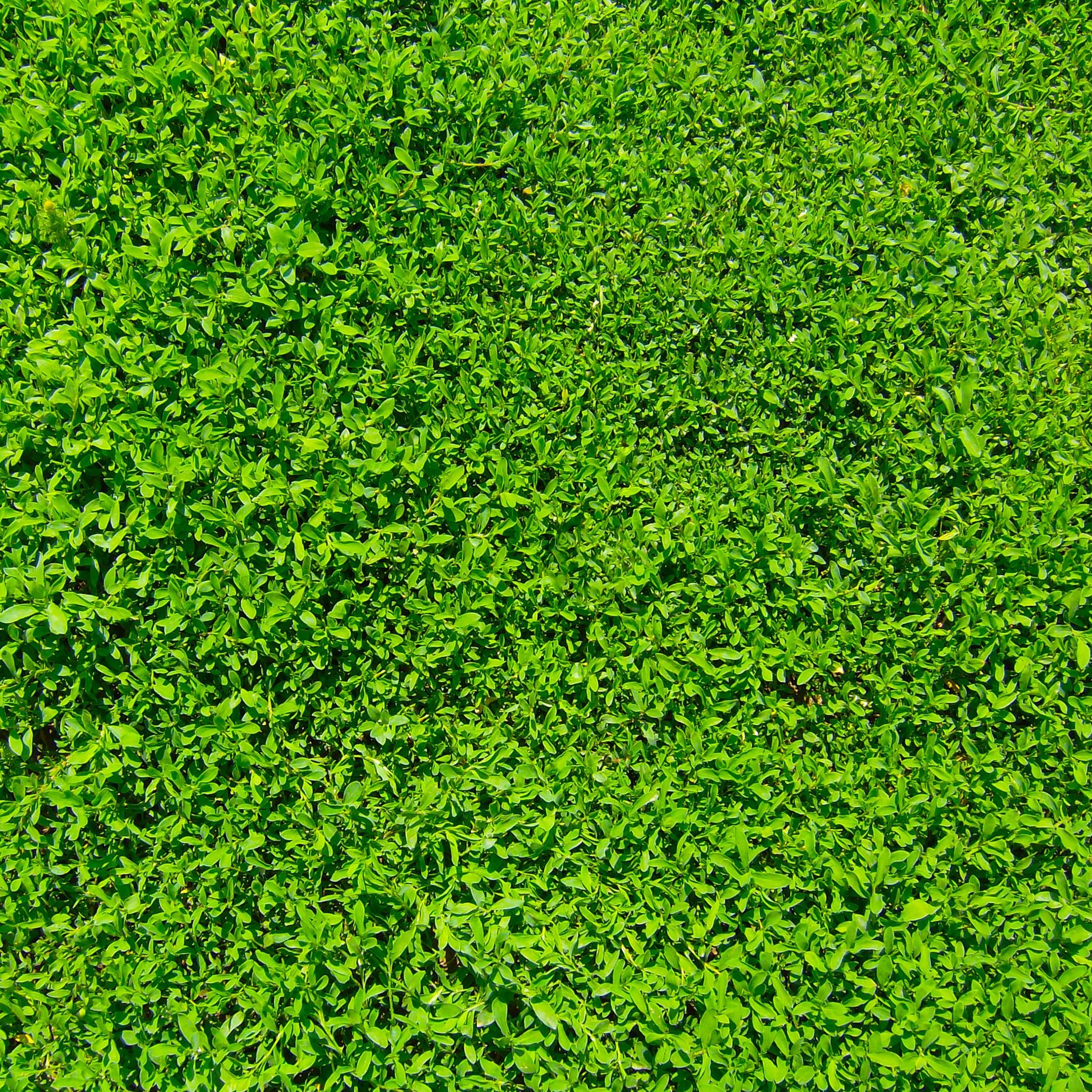 Green Grass iPad Air wallpaper 