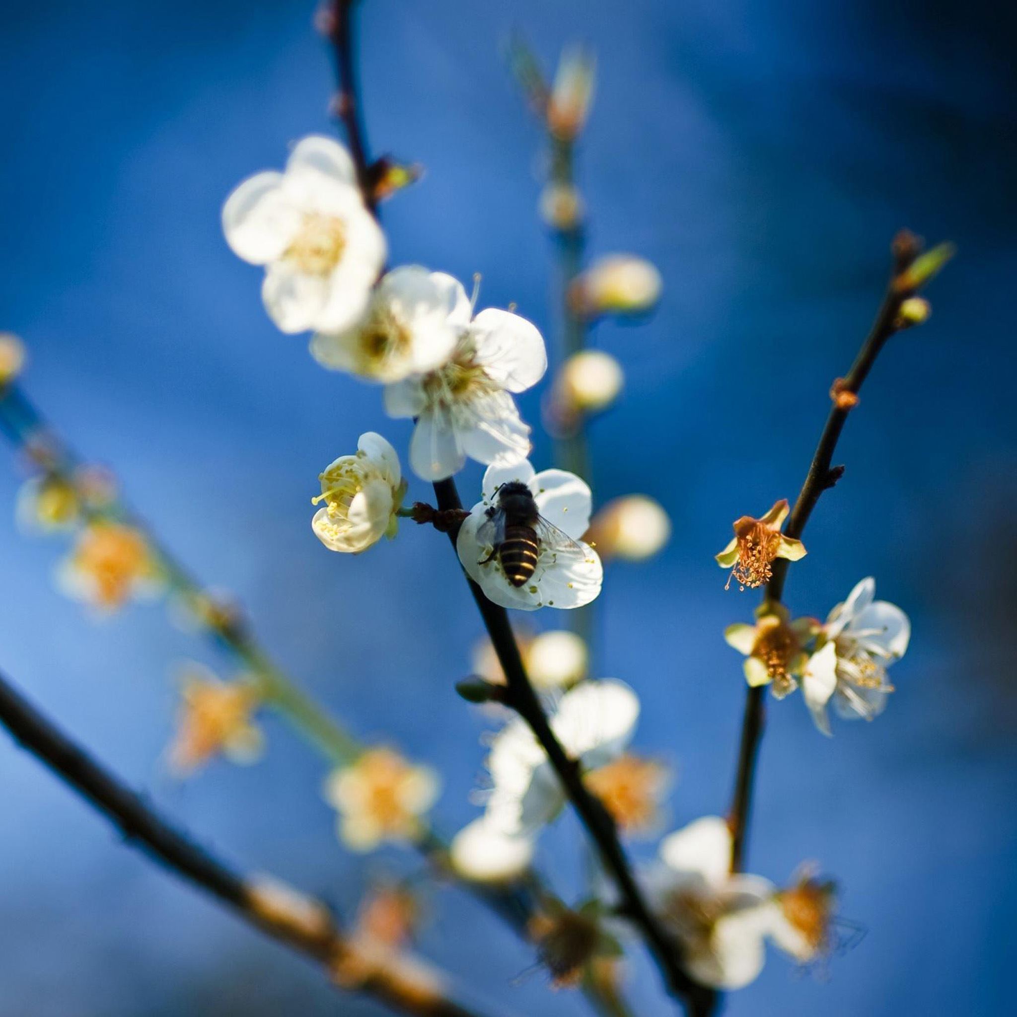 Pear Blossoms iPad Air wallpaper 