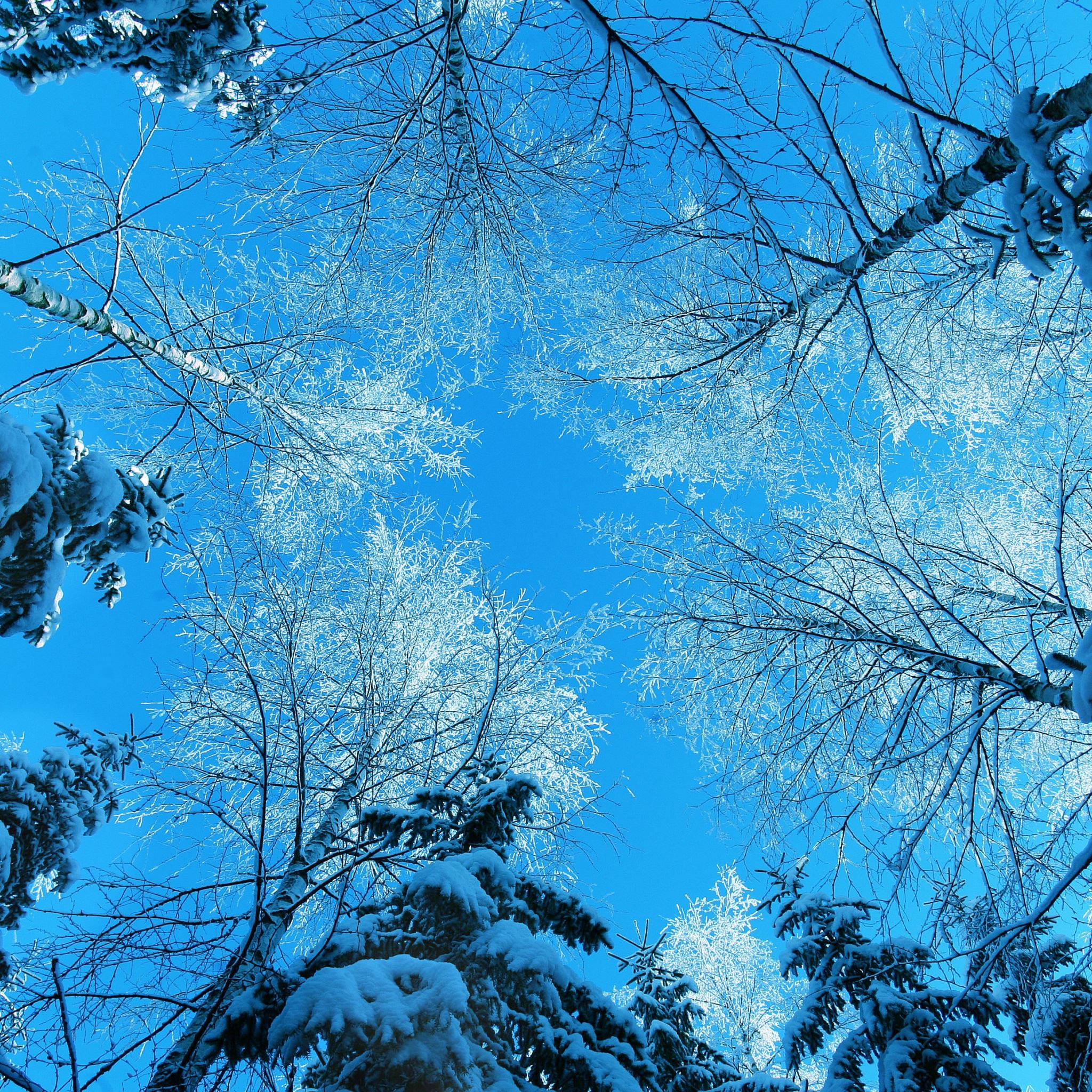 Tree Tops And Blue Sky iPad Air wallpaper 