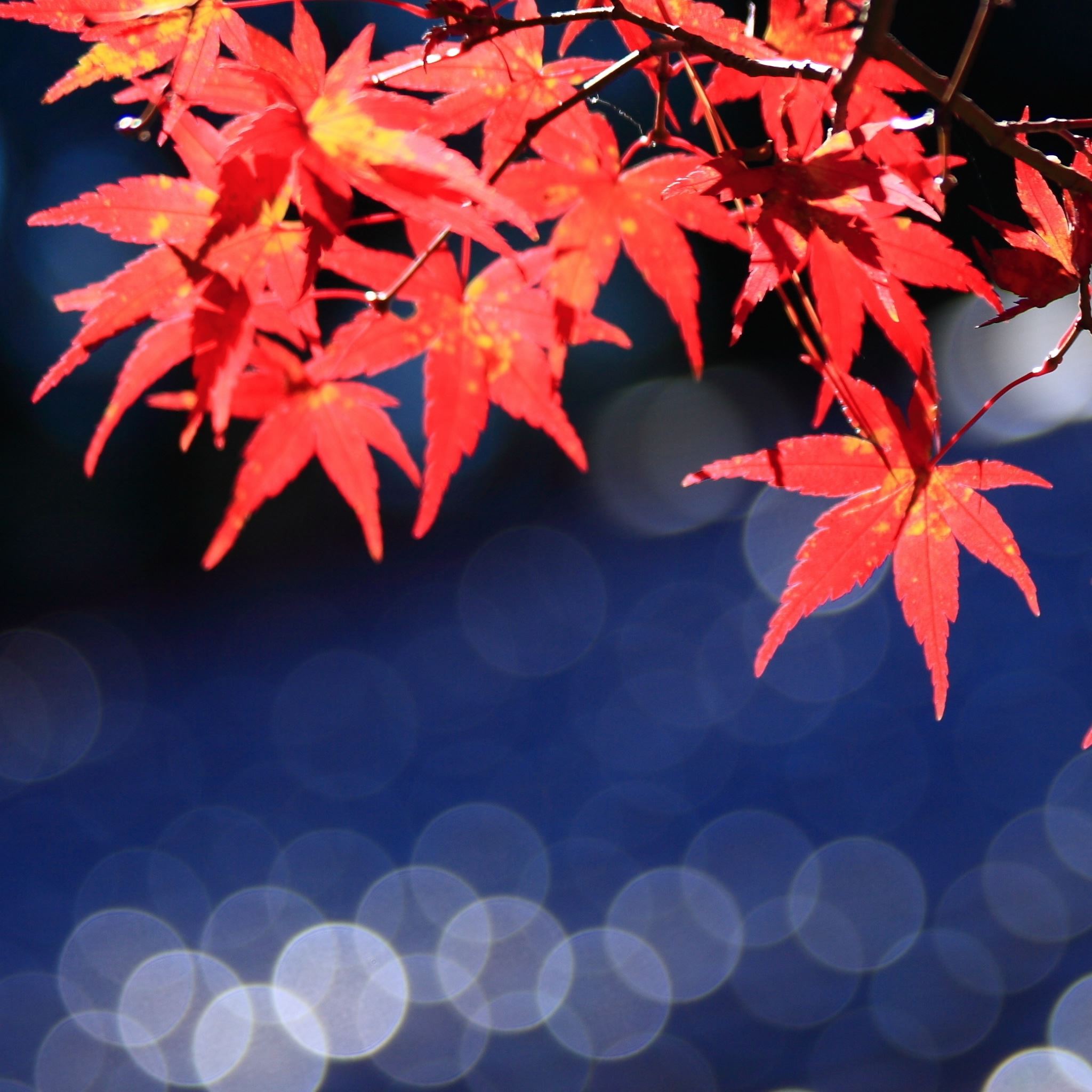 Japanese Maple Leaves Bokeh iPad Air wallpaper 