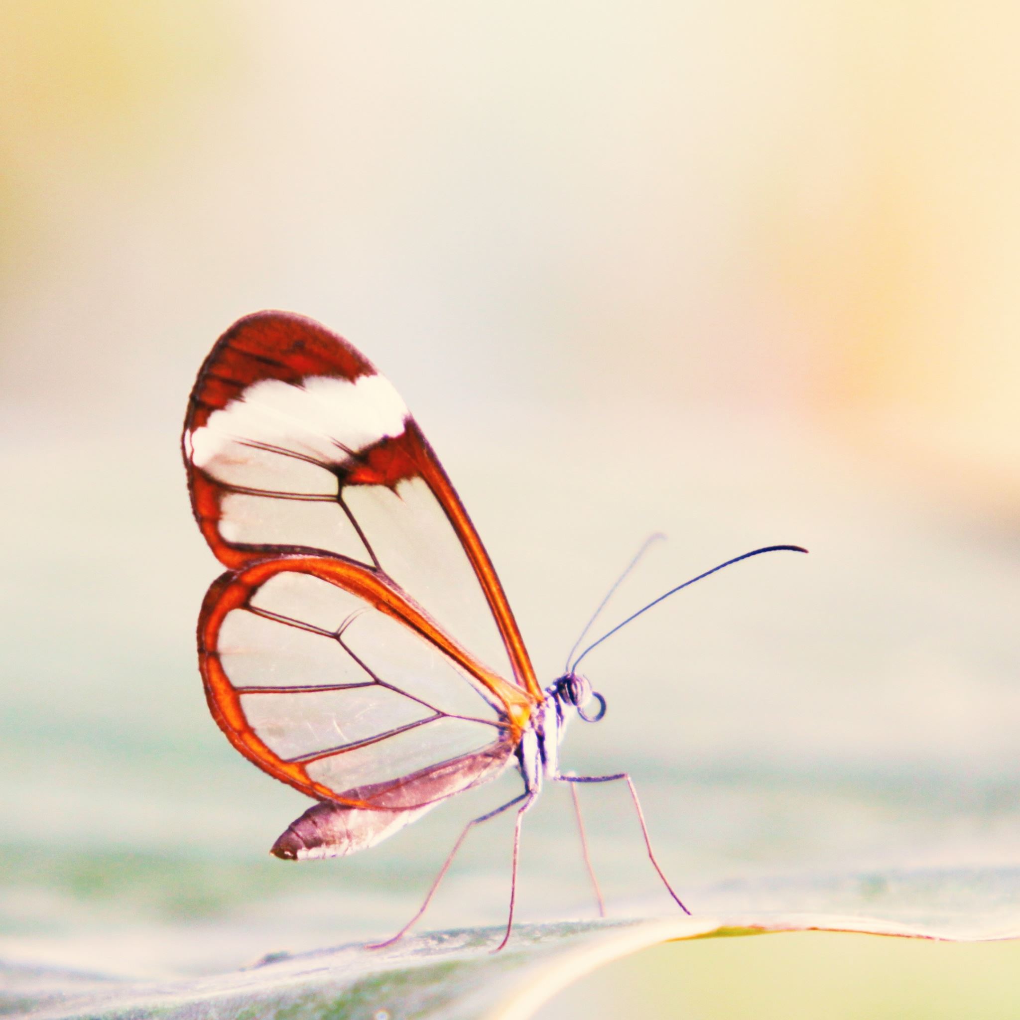 Transparent Wings Butterfly iPad Air wallpaper 