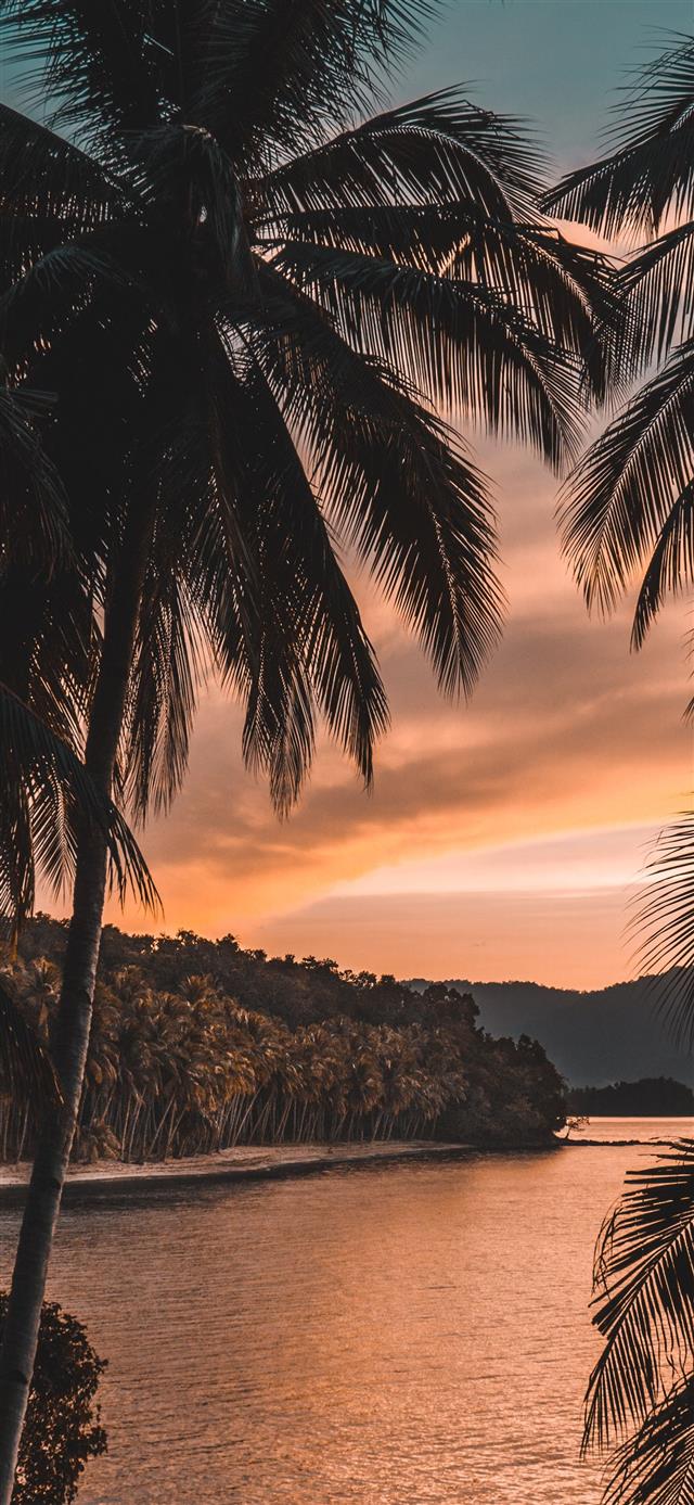 silhouette of palm tree during golden hour iPhone 12 wallpaper 