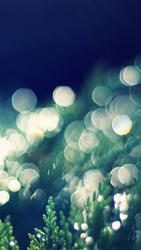 Thuja Occidentalis bokeh iPhone wallpaper