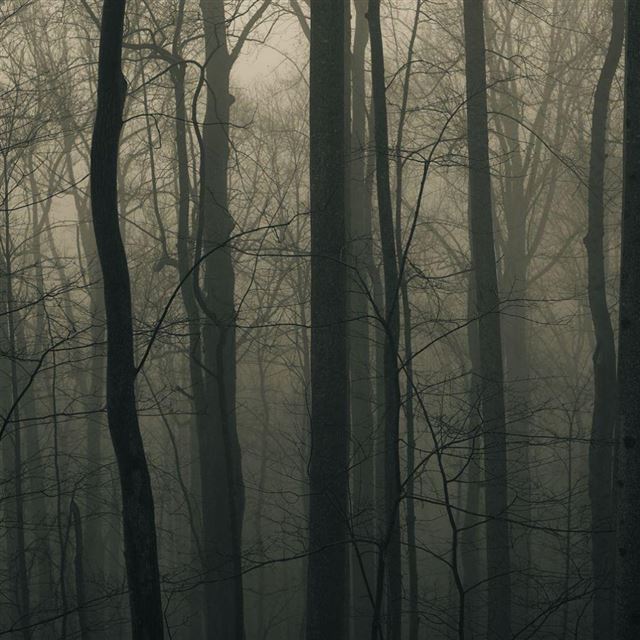 Foggy Forest iPad wallpaper 