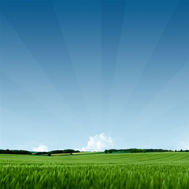 Grassy Field iPad wallpaper 